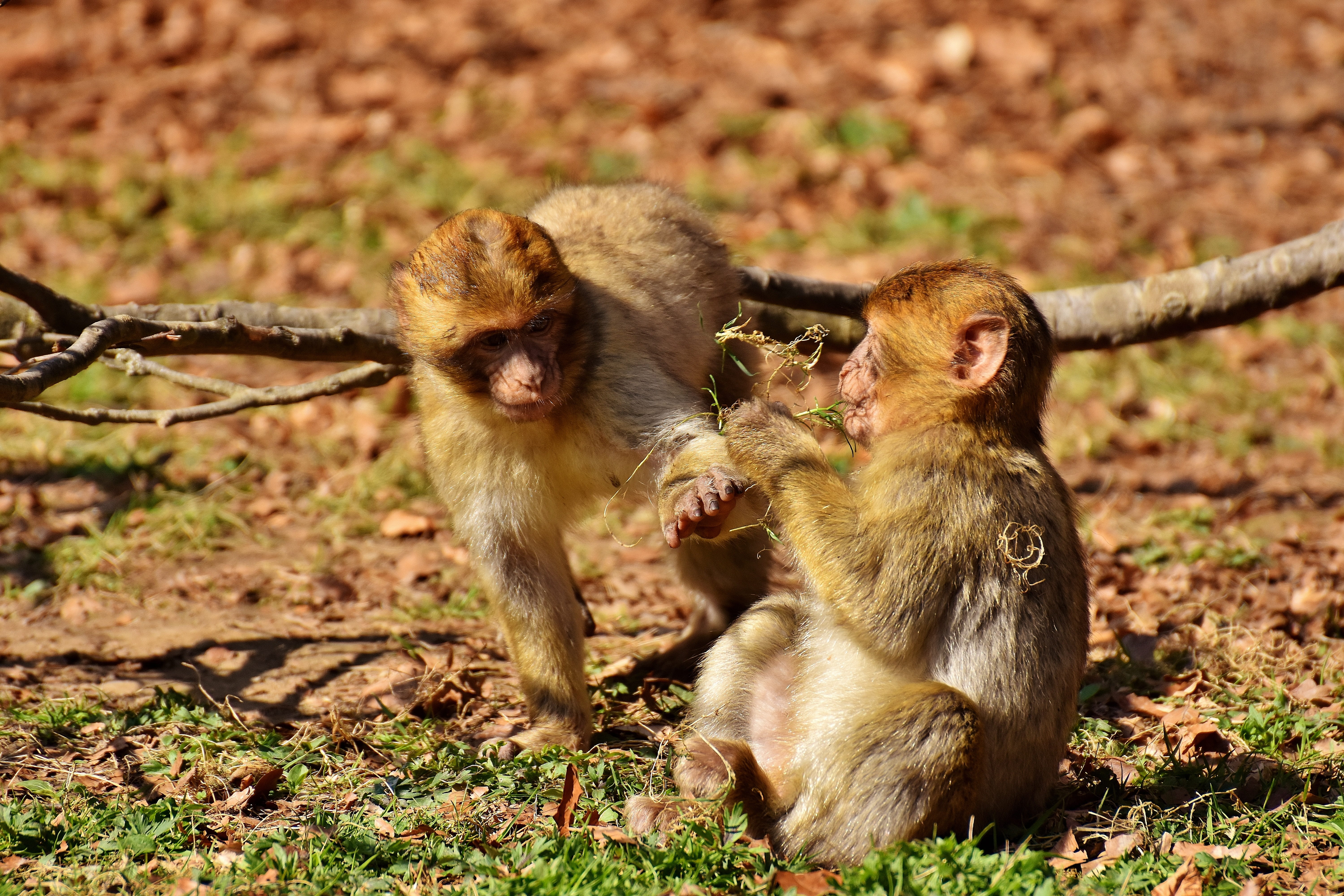 play, field, animal wildlife, animal family, land, sunlight, two animals, outdoors, zoo, vertebrate, animal themes, no people, animals in the wild, berber monkeys, HD Wallpaper