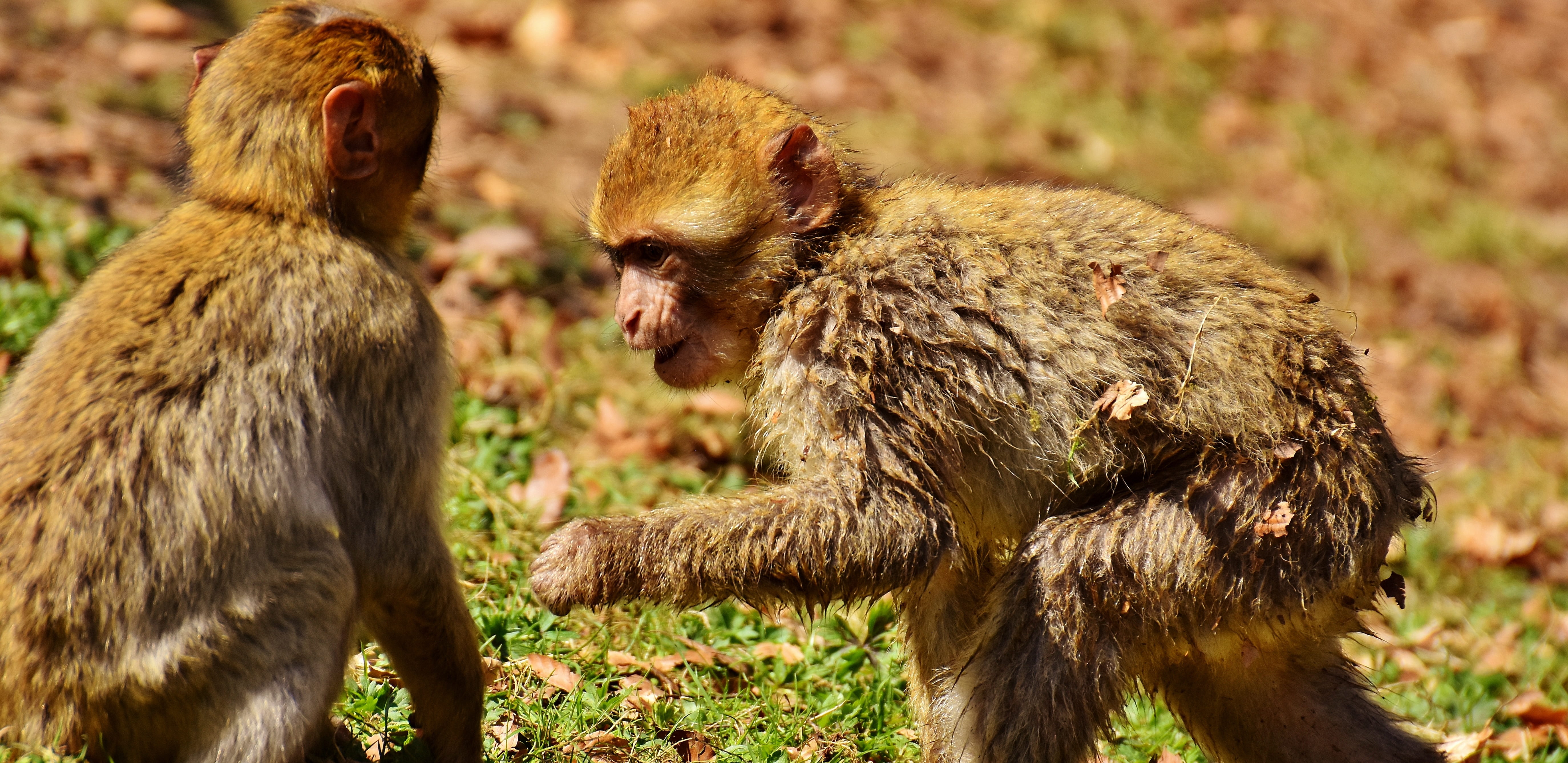 young animal, care, berber monkeys, endangered species, zoo, monkey mountain salem, focus on foreground, group of animals, animals in the wild, vertebrate, HD Wallpaper