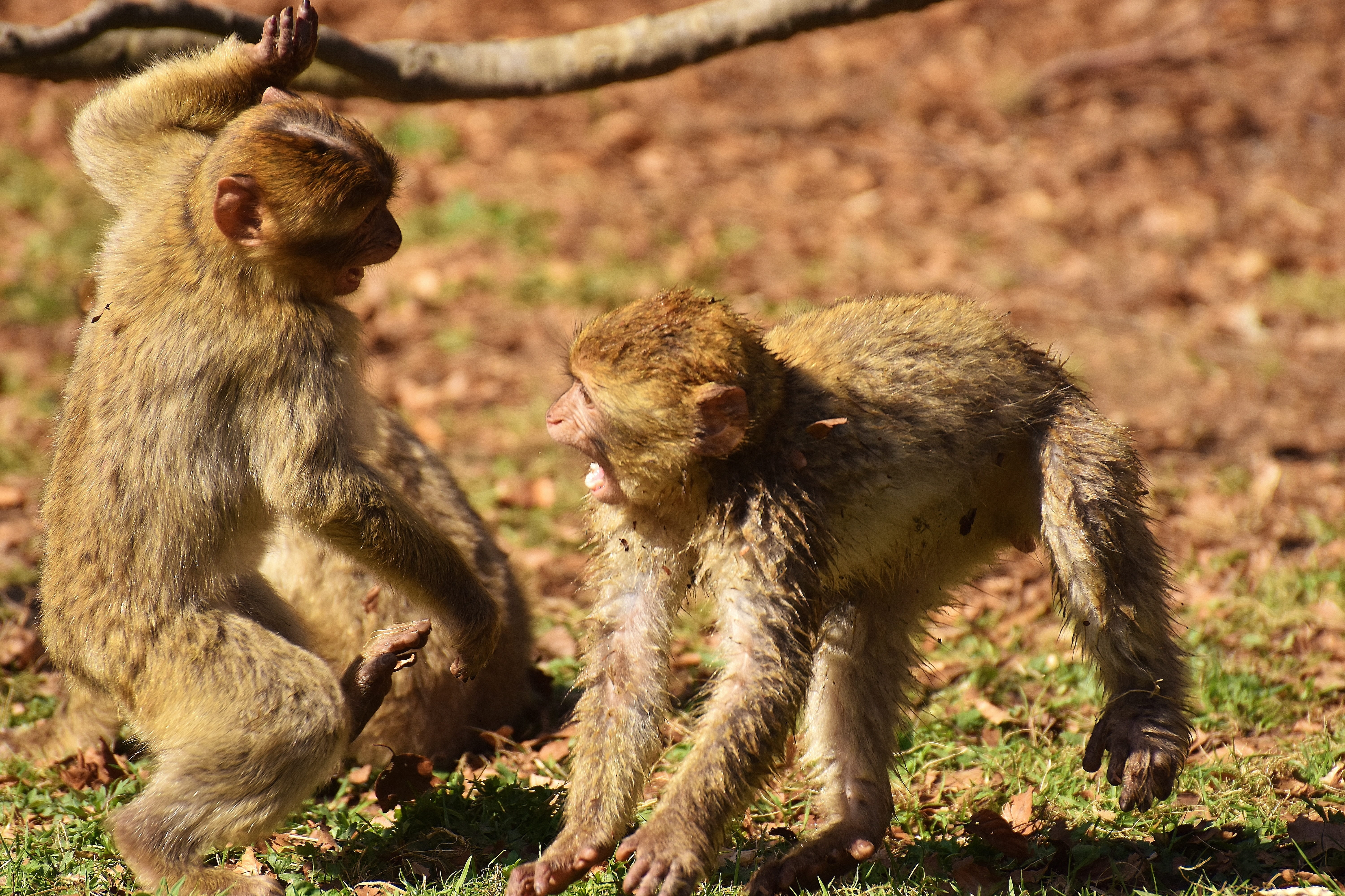 berber monkeys, primate, animals in the wild, vertebrate, day, focus on foreground, endangered species, outdoors, baboon, no people, land, two animals, HD Wallpaper