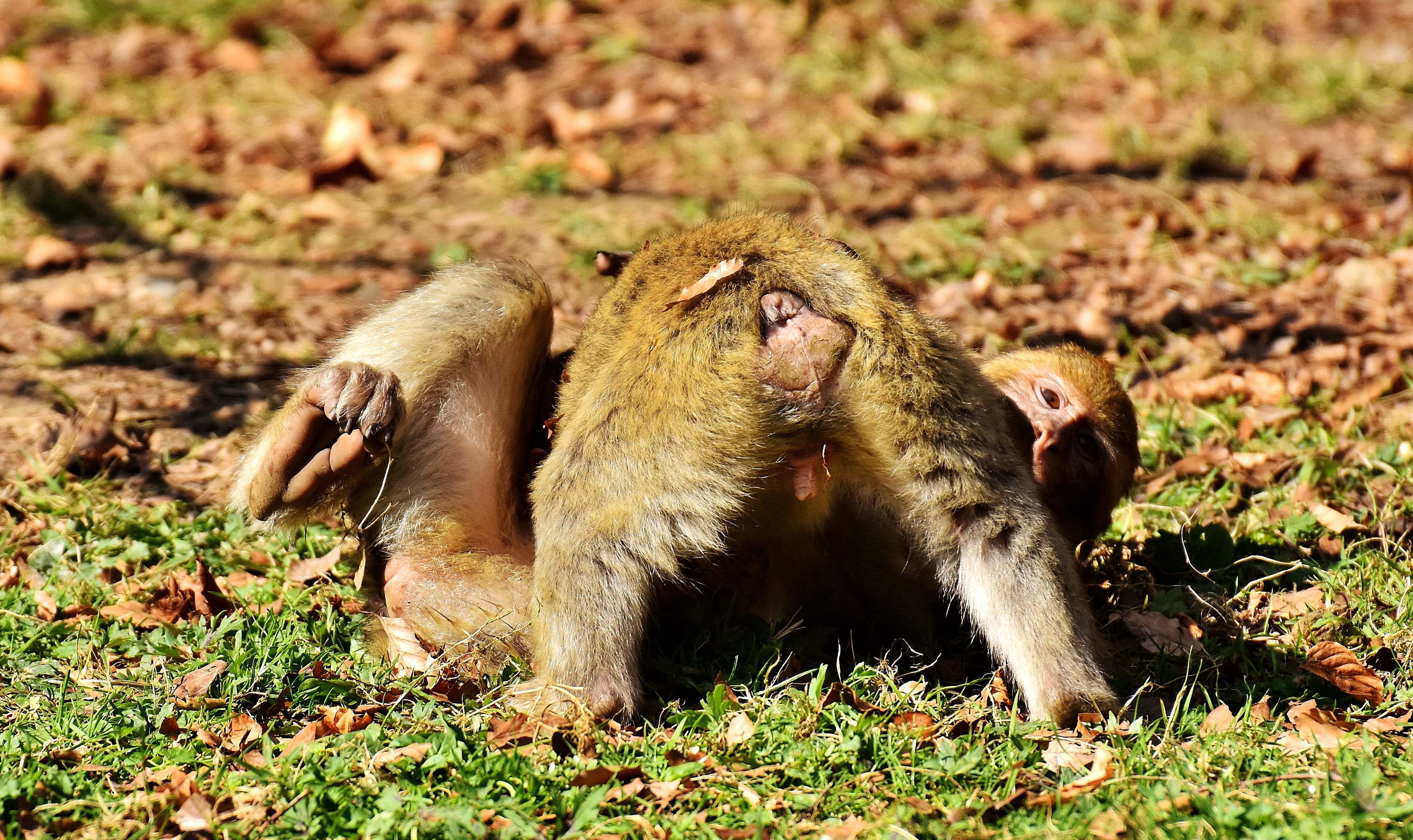 small, outdoors, 4K, wildlife, land, mammal, day, Monkeys, Cute, one animal, care, Berber, endangered species, sitting, primate, monkey mountain salem, HD Wallpaper