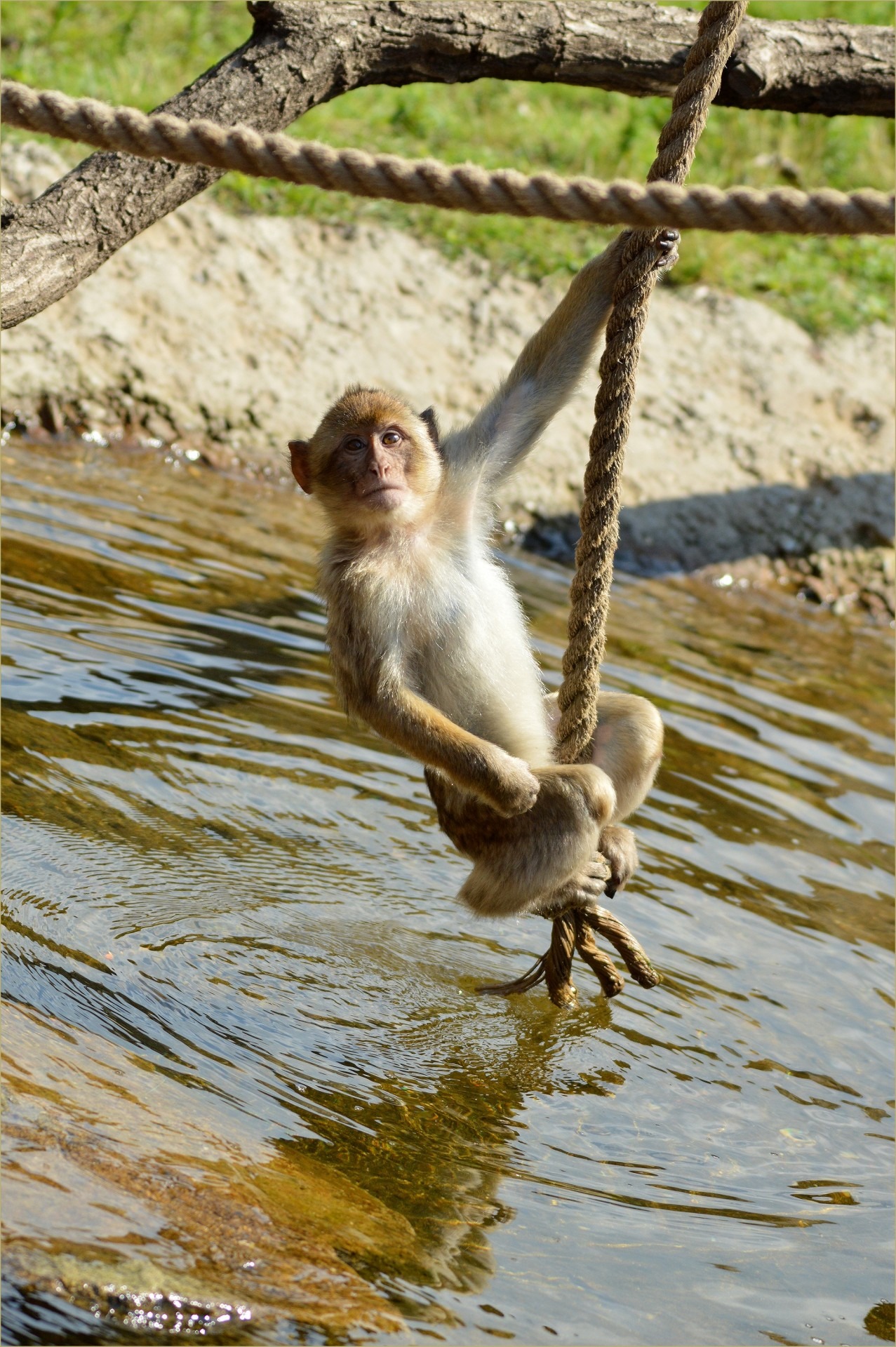 focus on foreground, zoology, wildlife, primate, berber, monkey, ape, nature, 1080P, no people, animals in the wild, mammal, species, wilderness, water, Phone HD Wallpaper