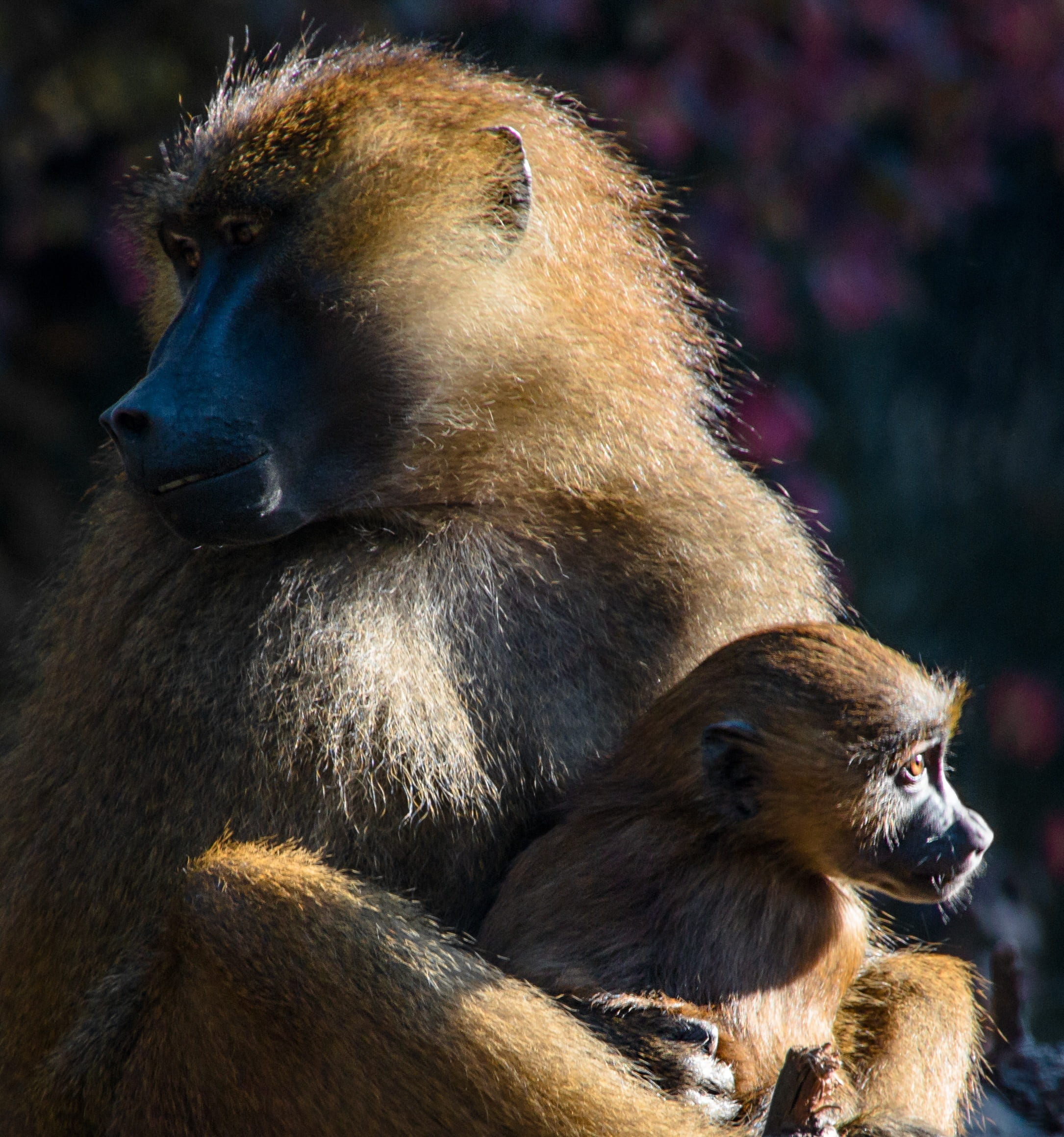 ape, mammal, berber monkeys, baboon, one animal, nature, monkey baby, care, cute, no people, emotion, face, curious, 1080P, mother and child, monkey portrait, Phone HD Wallpaper