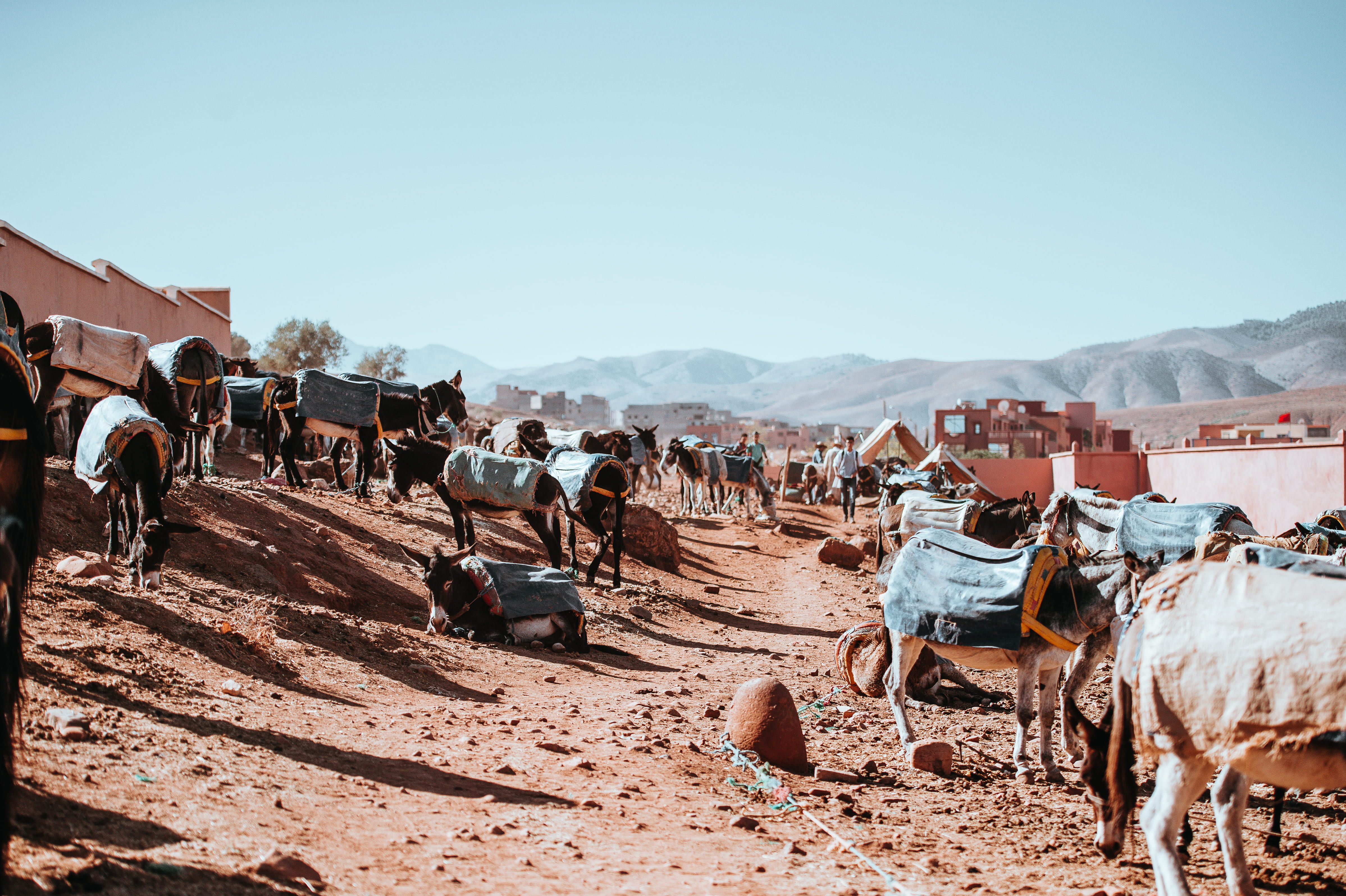 pets, mammal, mountain, 4K, dirt, animal, sky, crowd, soil, day, large group of people, group of animals, morocco, market, horse, sand, mud, landscape, HD Wallpaper