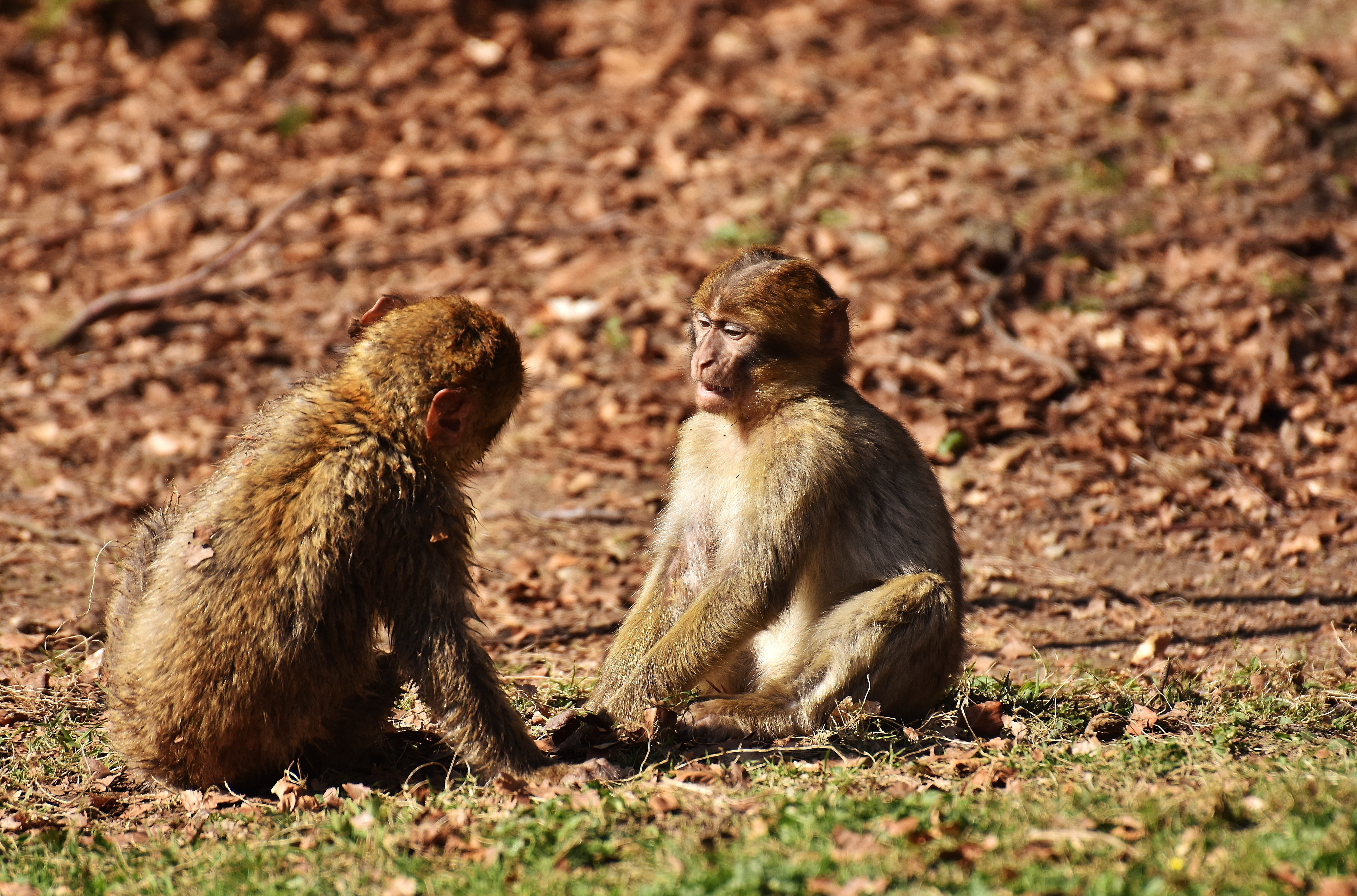 animal family, togetherness, nature, animals in the wild, animal, monkey, searching, baboon, endangered species, play, 5K, animal wildlife, young animal, HD Wallpaper