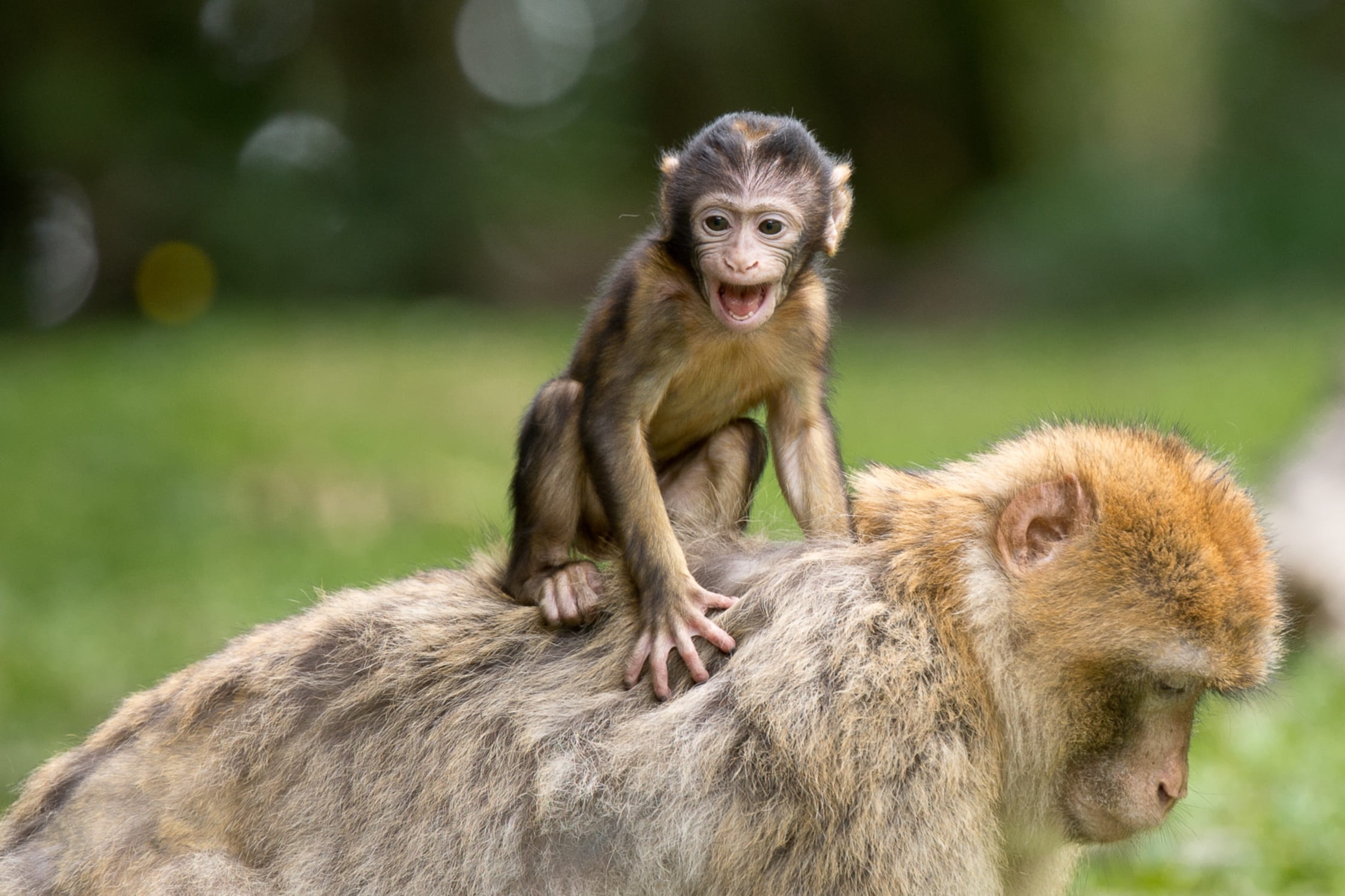 animals in the wild, 1080P, berber monkeys, baboon, animals, people, focus, zoo, animal portrait, primate, young animal, young, vertebrate, chimpanzees, HD Wallpaper