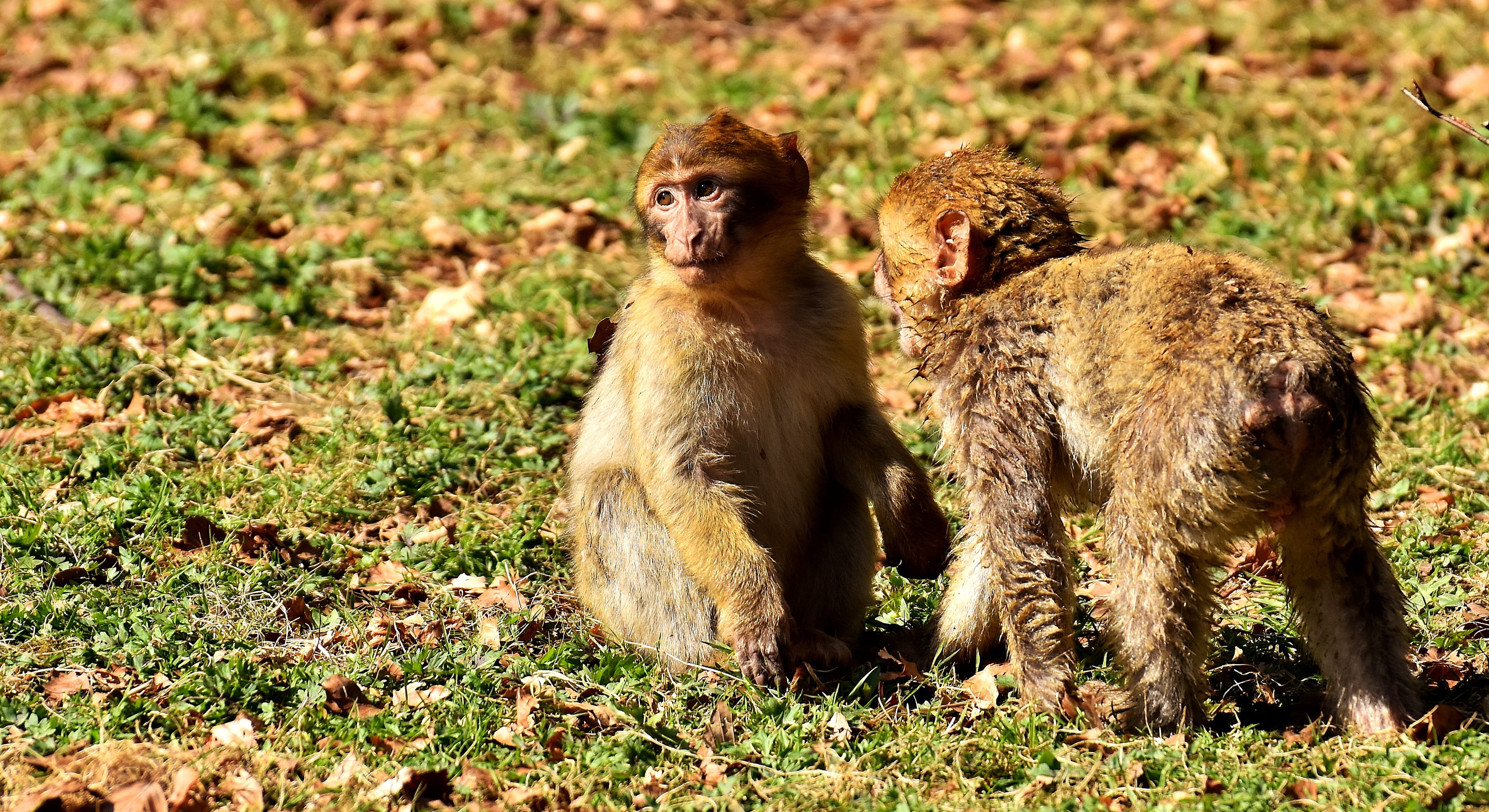 animal themes, plant, group of animals, animal wildlife, animal, outdoors, field, endangered species, nature, play, berber monkeys, 4K, focus on foreground, HD Wallpaper