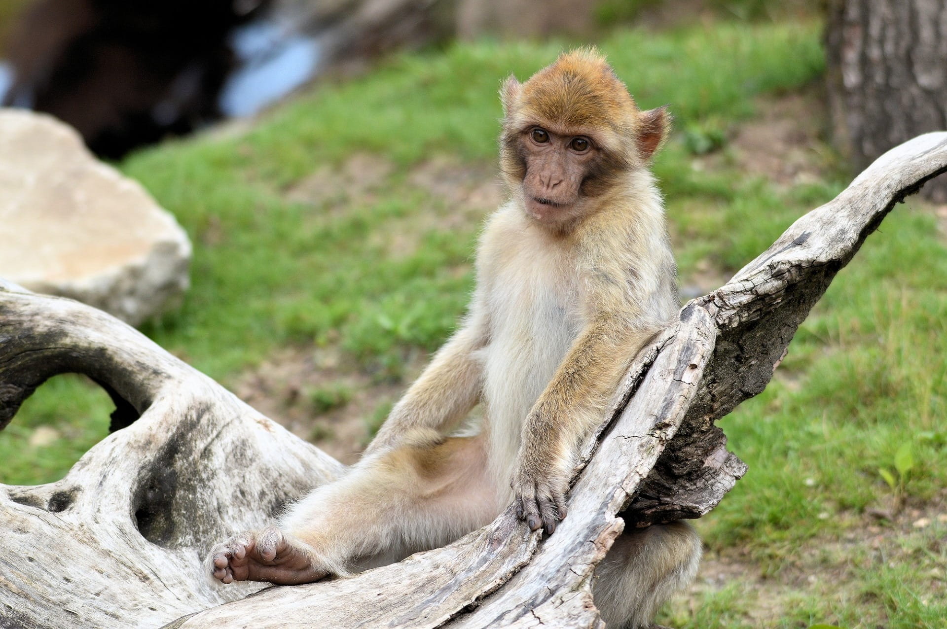 species, Ape, Series, wild, 1080P, zoology, plant, animals in the wild, vertebrate, full length, focus on foreground, one animal, Berber, Primate, mammal, HD Wallpaper