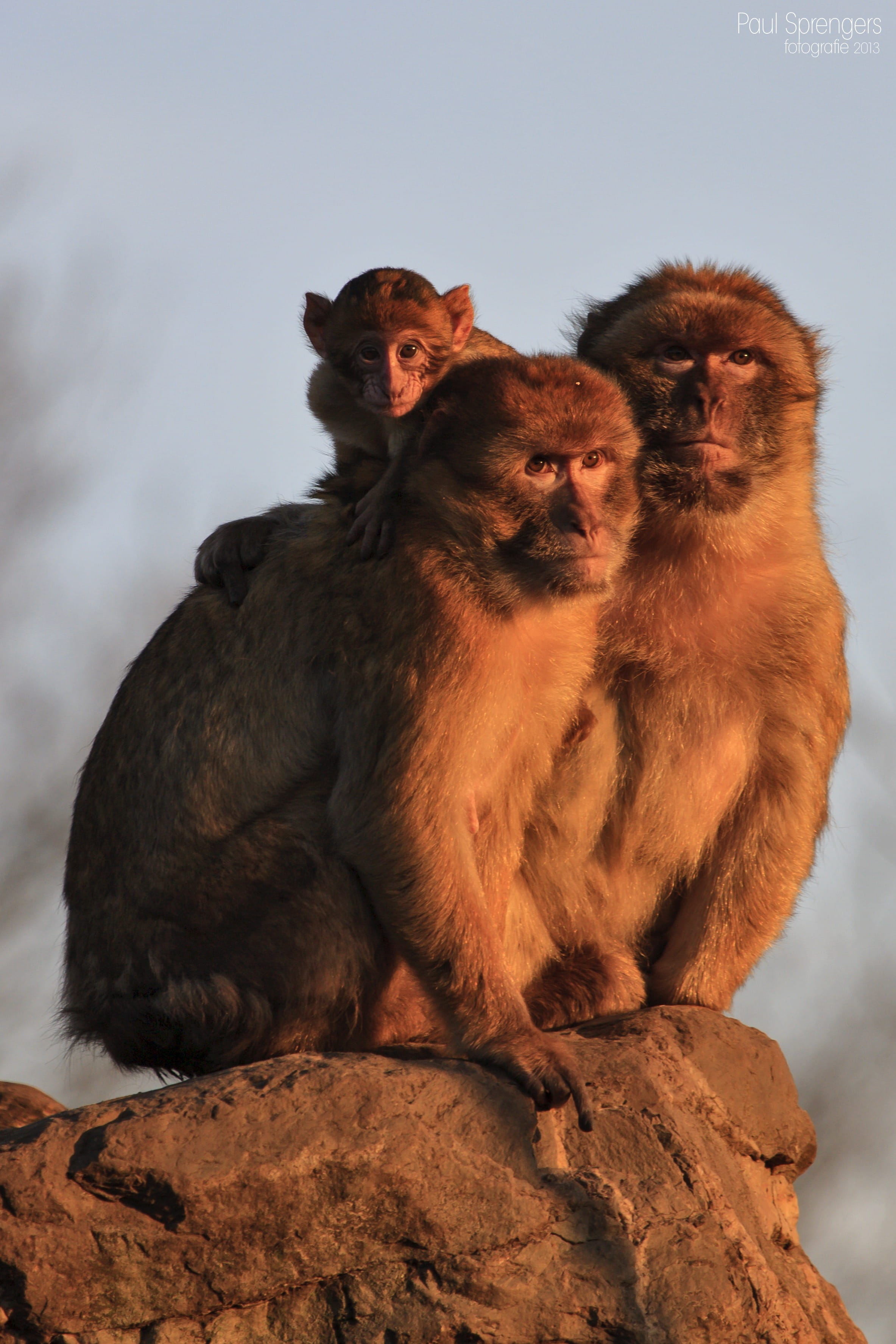 Monkeys, Animals, primate, mammal, no people, Monkey, vertebrate, nature, group of animals, rock, animals in the wild, solid, two animals, animal, animal wildlife, Phone HD Wallpaper
