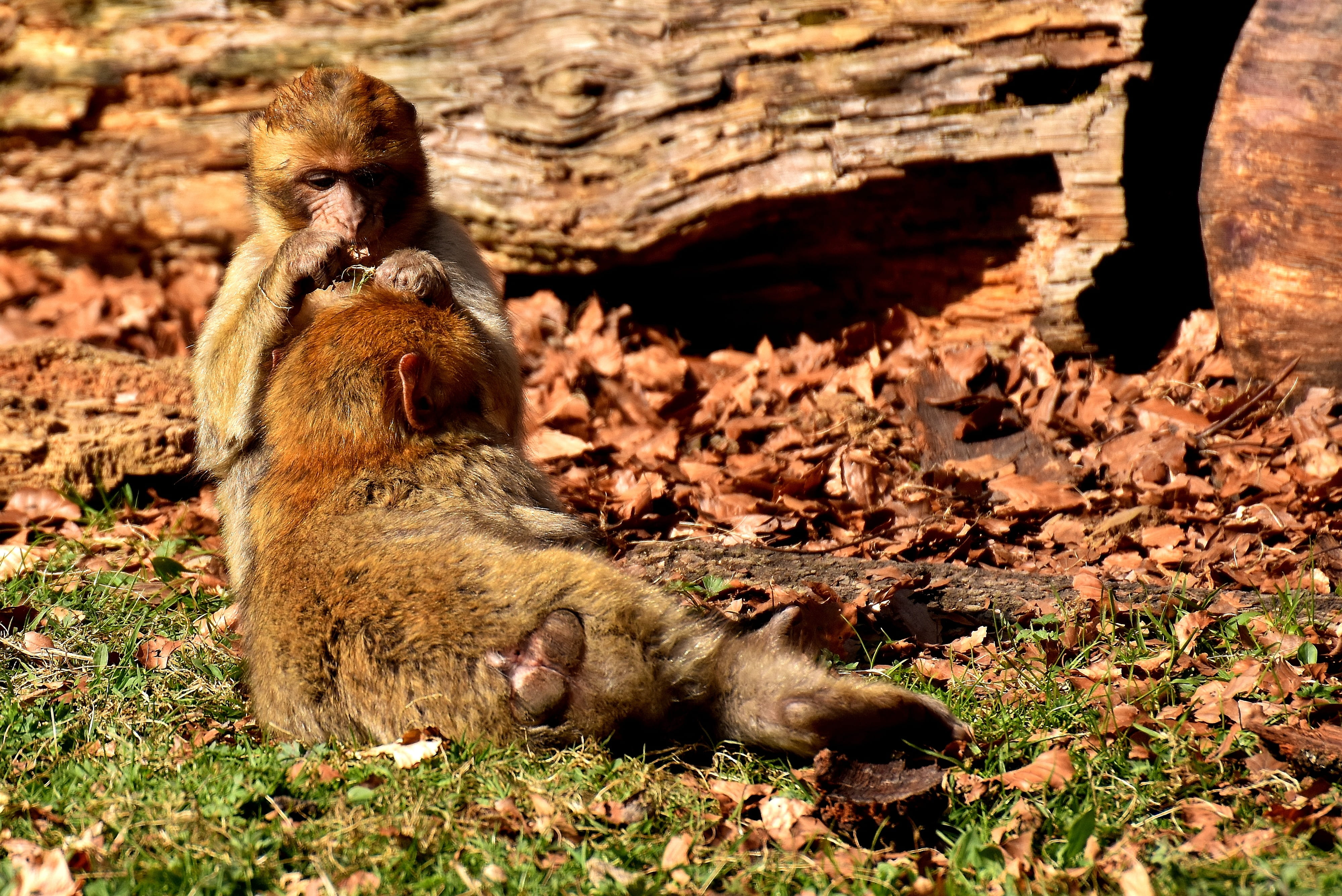 field, berber monkeys, cute, no people, outdoors, endangered species, monkey, animal, vertebrate, 4K, zoo, group of animals, wild animal, animal family, HD Wallpaper