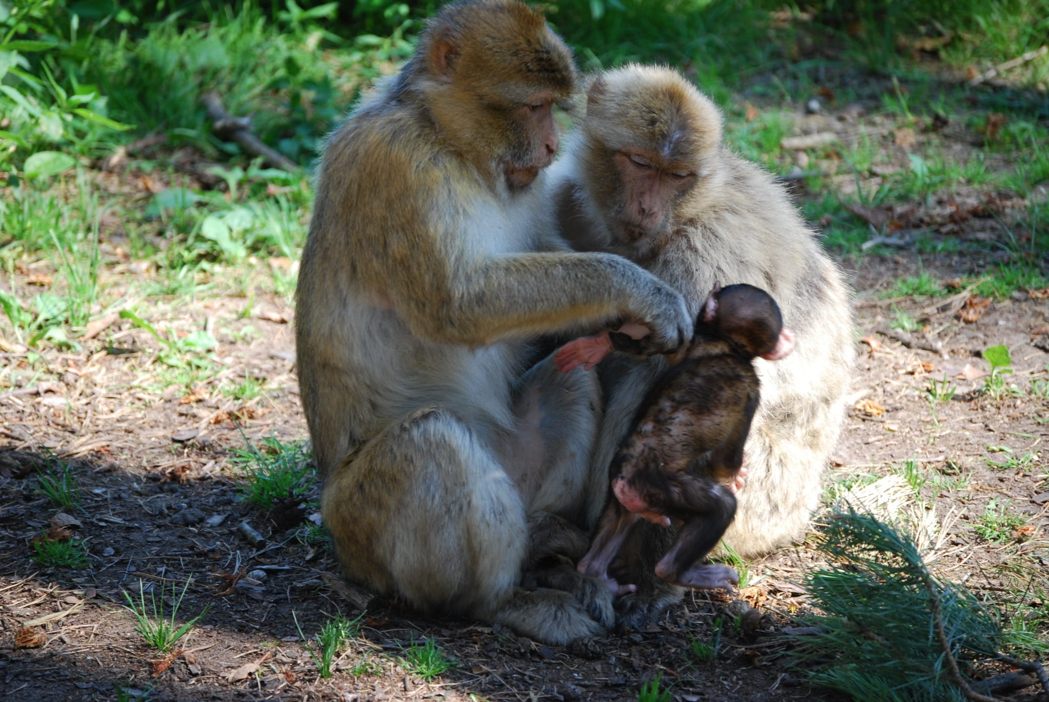 female animal, care, 1080P, animal themes, mammal, ape, group of animals, young animal, vertebrate, animal, family, no people, land, sitting, togetherness, HD Wallpaper