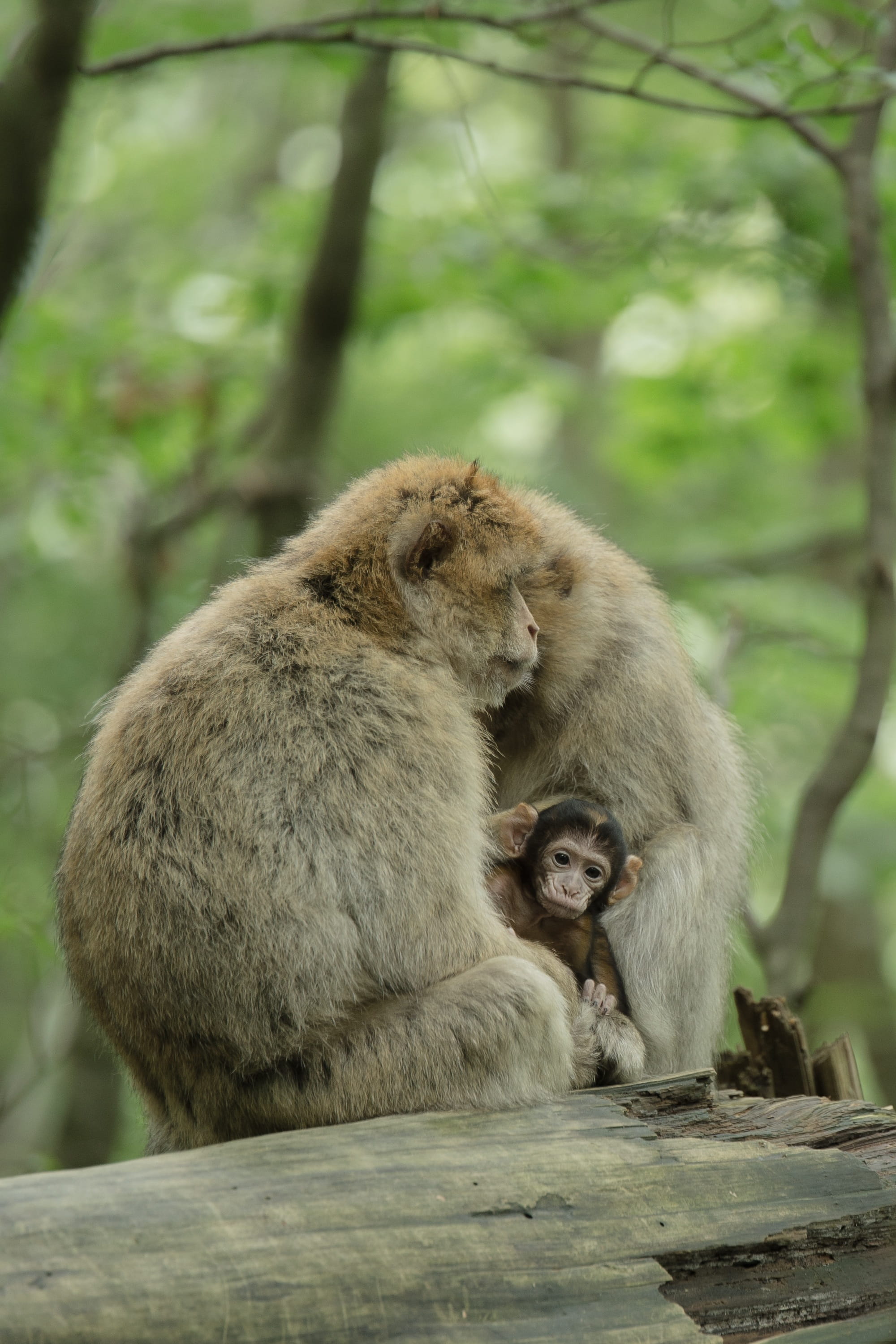 Ape, sitting, togetherness, tree, 2K, forest, animal family, outdoors, vertebrate, animal, animal portrait, mammal, primate, focus on foreground, day, Phone HD Wallpaper