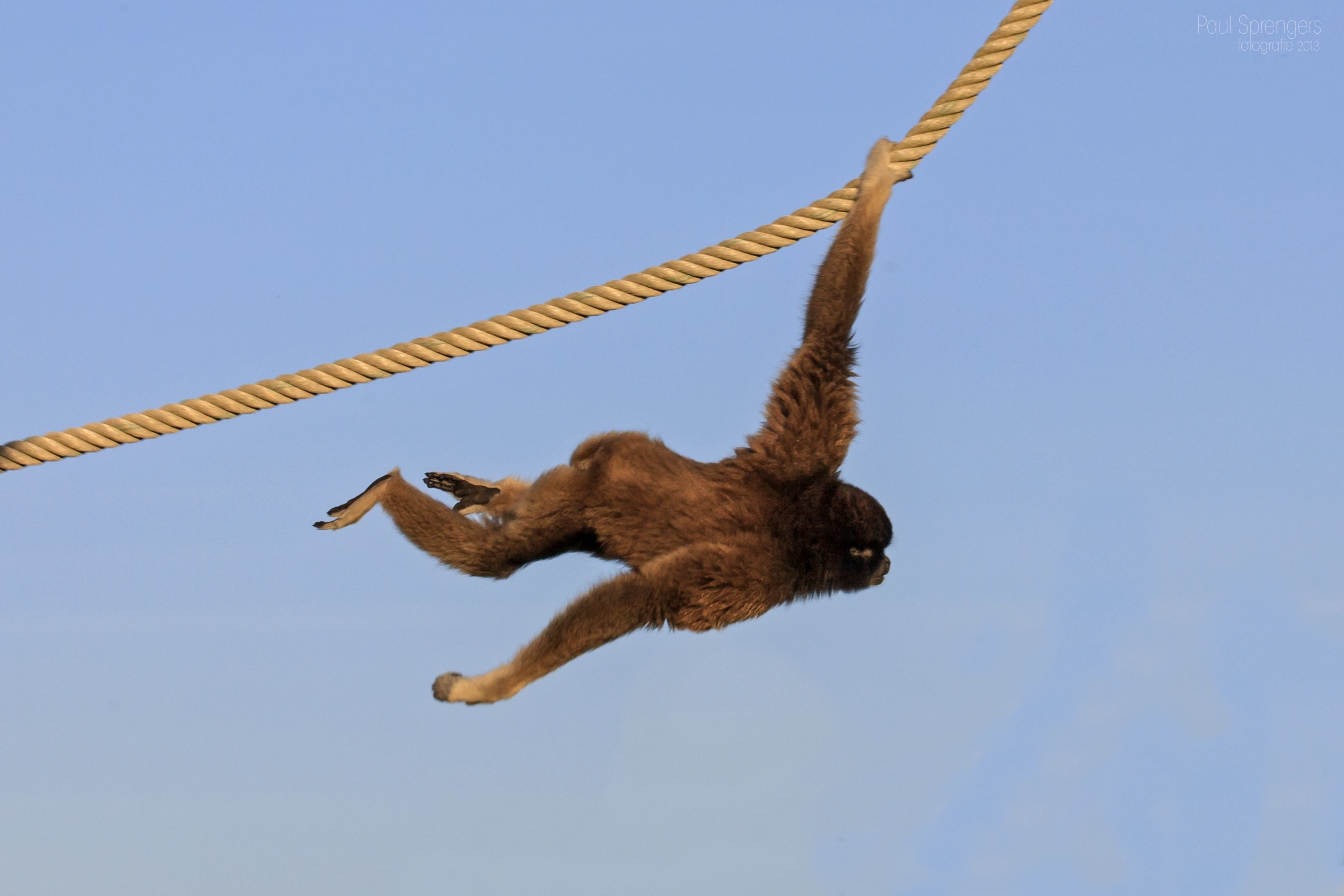 vertebrate, animals in the wild, full length, monkeys, blue, rope, sky, 2K, zoo, animal, one animal, low angle view, monkey, animal wildlife, mammal, mid-air, HD Wallpaper