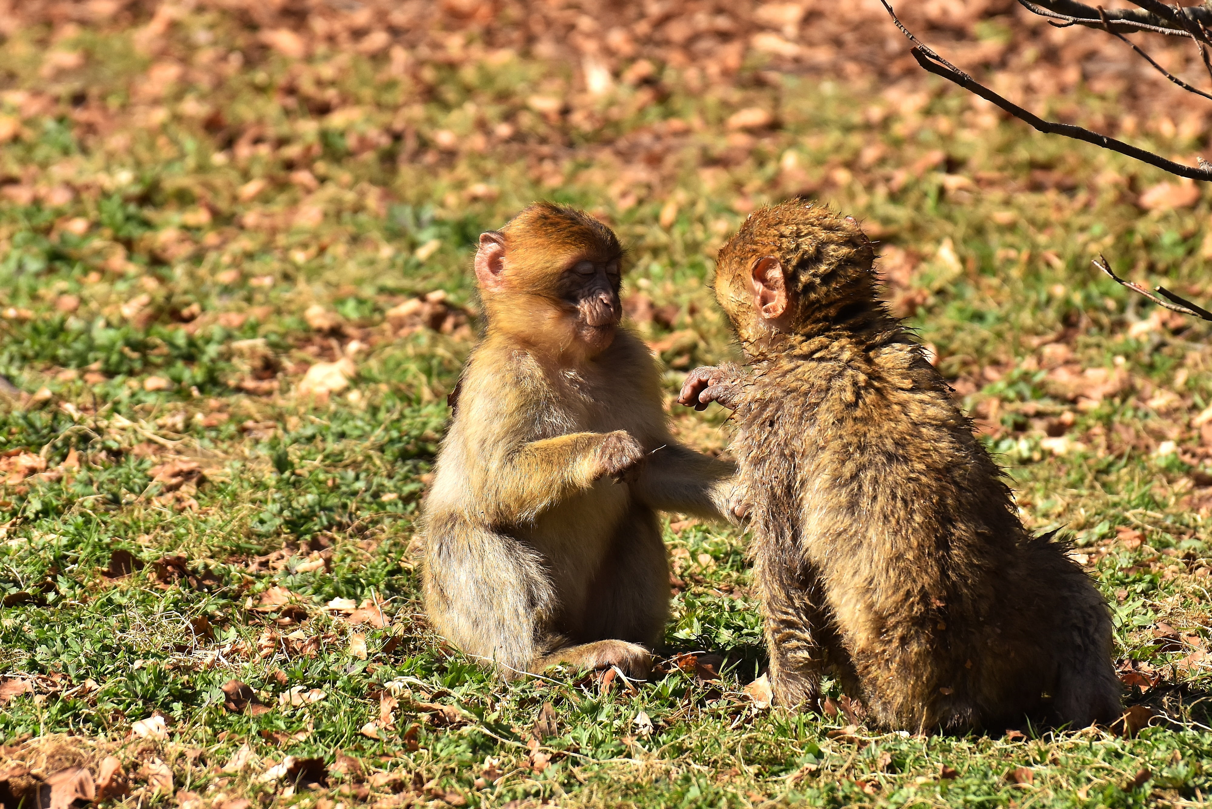 focus on foreground, animal wildlife, sitting, care, animals in the wild, field, monkey mountain salem, animal family, group of animals, day, nature, young animal, HD Wallpaper