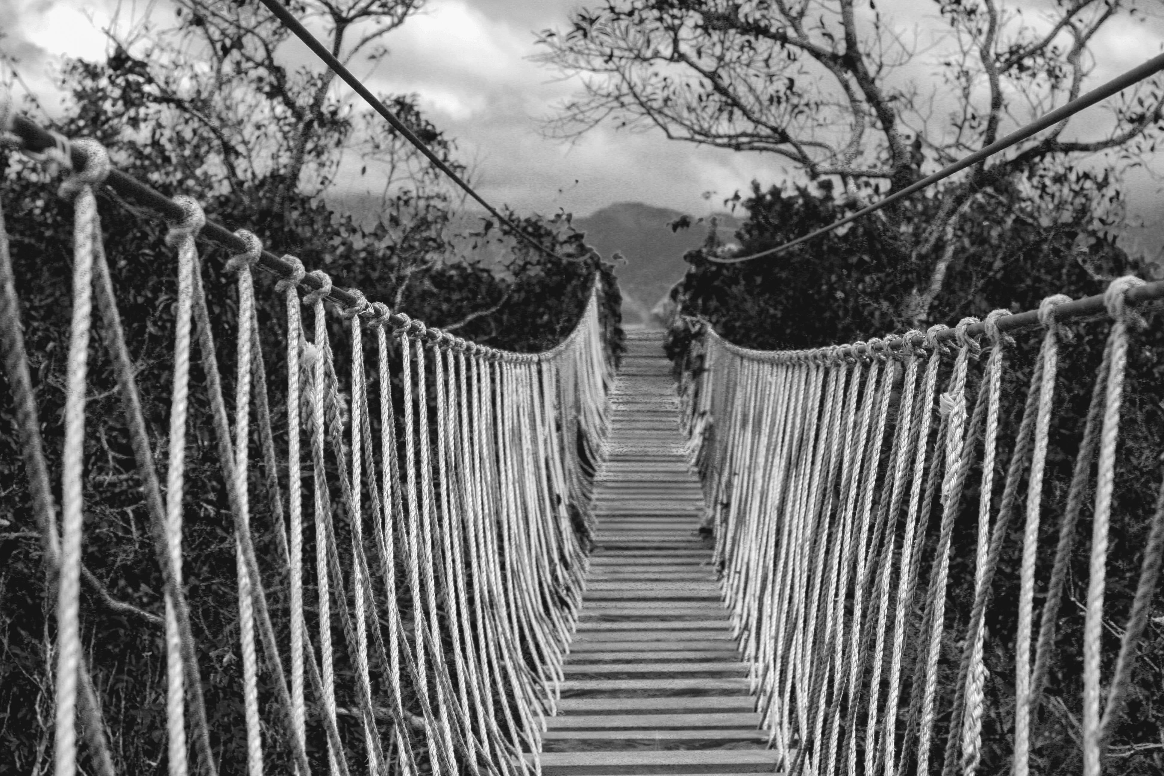 growth, mono, hanging bridge, outdoors, security, baras, bridge, direction, black and white, no people, architecture, plant, land, branches, 4K, the way forward, HD Wallpaper