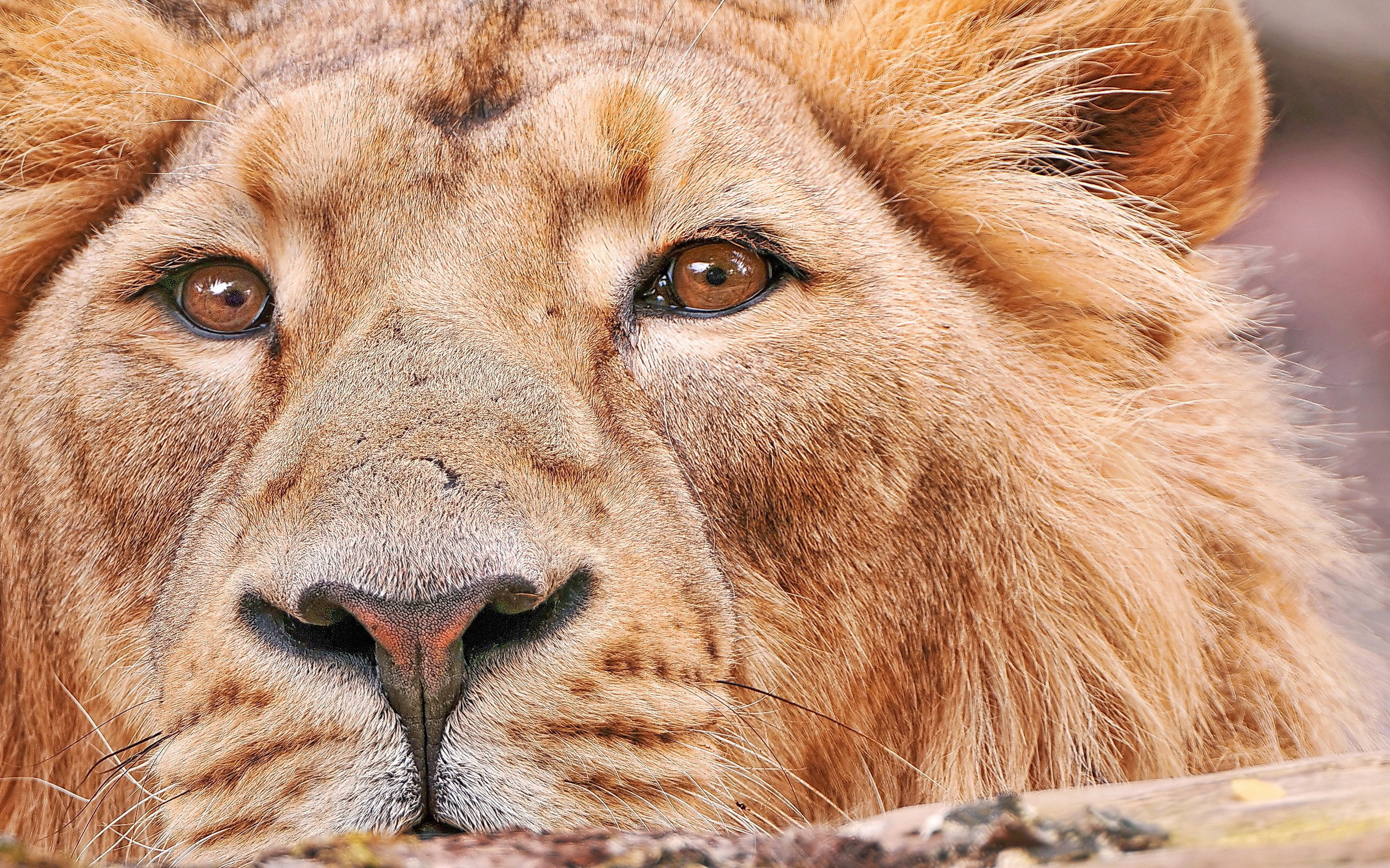 closeup, animal body part, animals, safari, animals in the wild, vertebrate, lion, lion - feline, portrait, cat, no people, animal eye, 2K, mammal, brown, HD Wallpaper