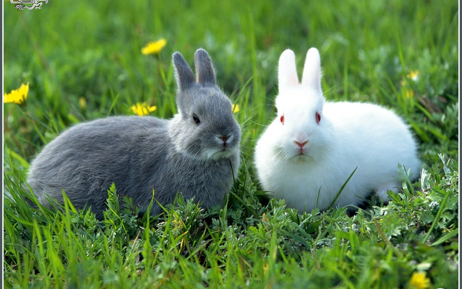 doi, art, squirrels, gri, iepurasi, hd, animals, alb, 1080P, HD Wallpaper