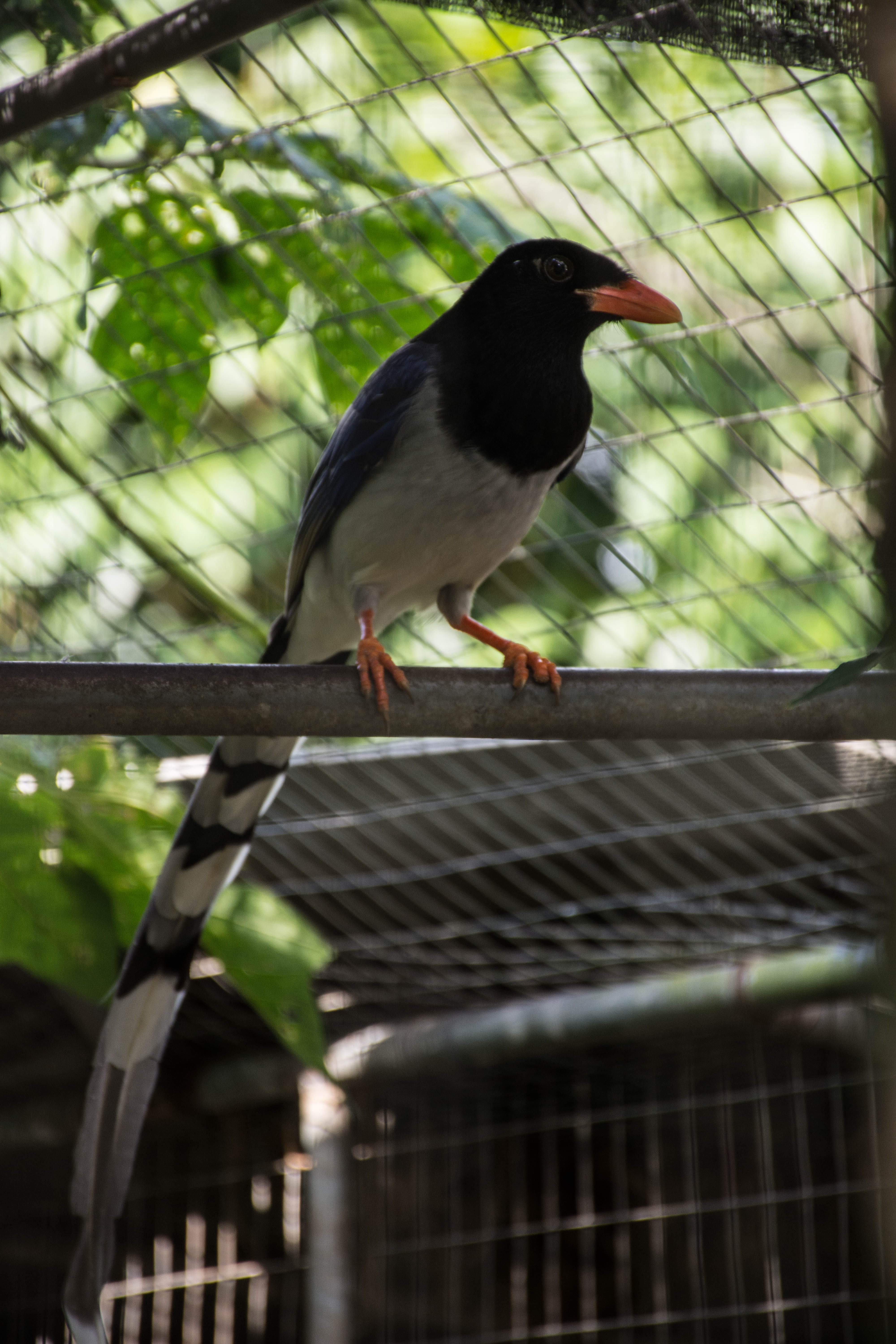 wild fowl, nature, bird neck white tiles, animal themes, white feather, bird branches, park, the birds mouth frog, plant, outdoor, animals in the wild, Phone HD Wallpaper