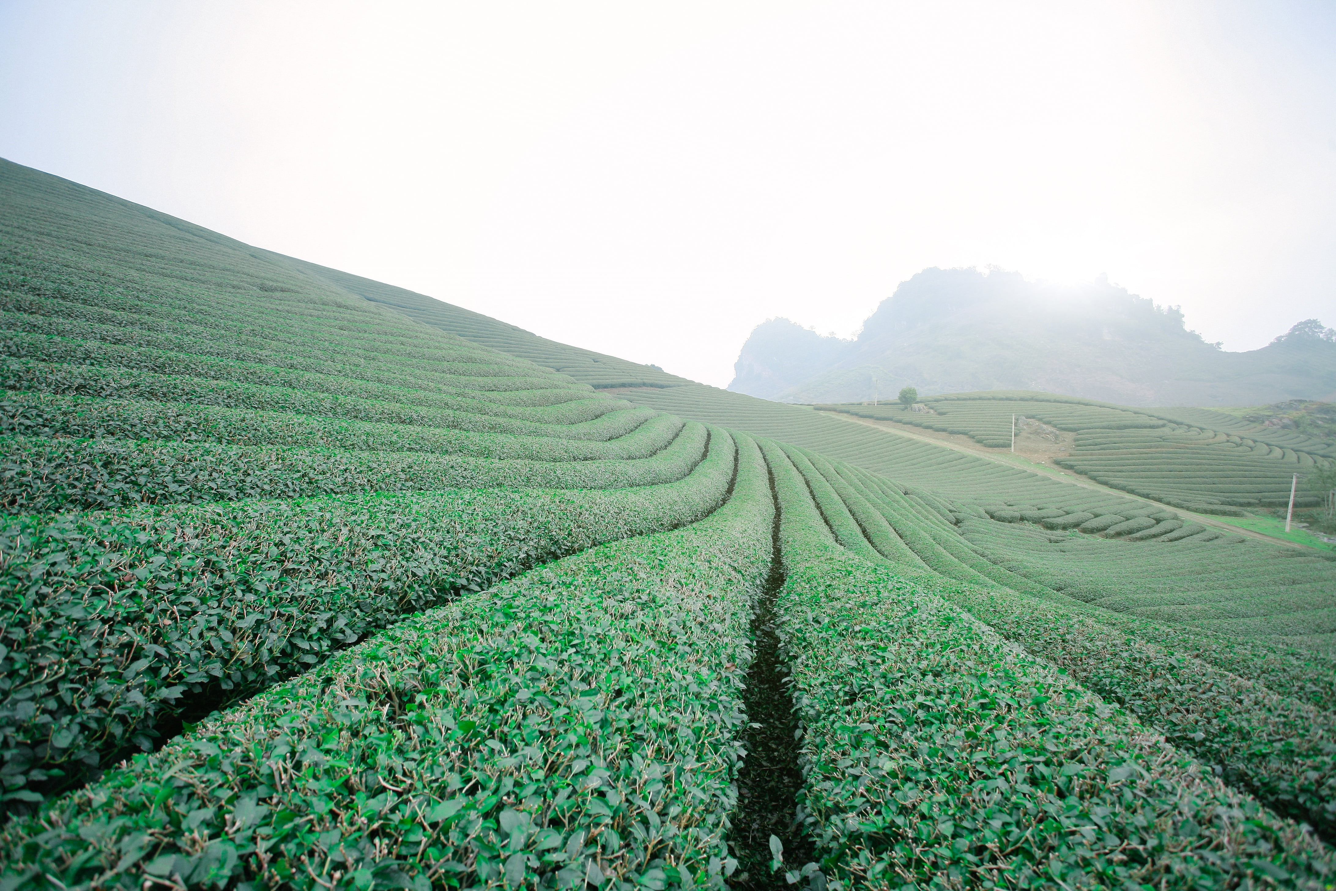 moc chau hill, no people, field, in a row, beauty in nature, green color, tea crop, food and drink, landscape, crop, environment, plant, sky, agriculture, HD Wallpaper