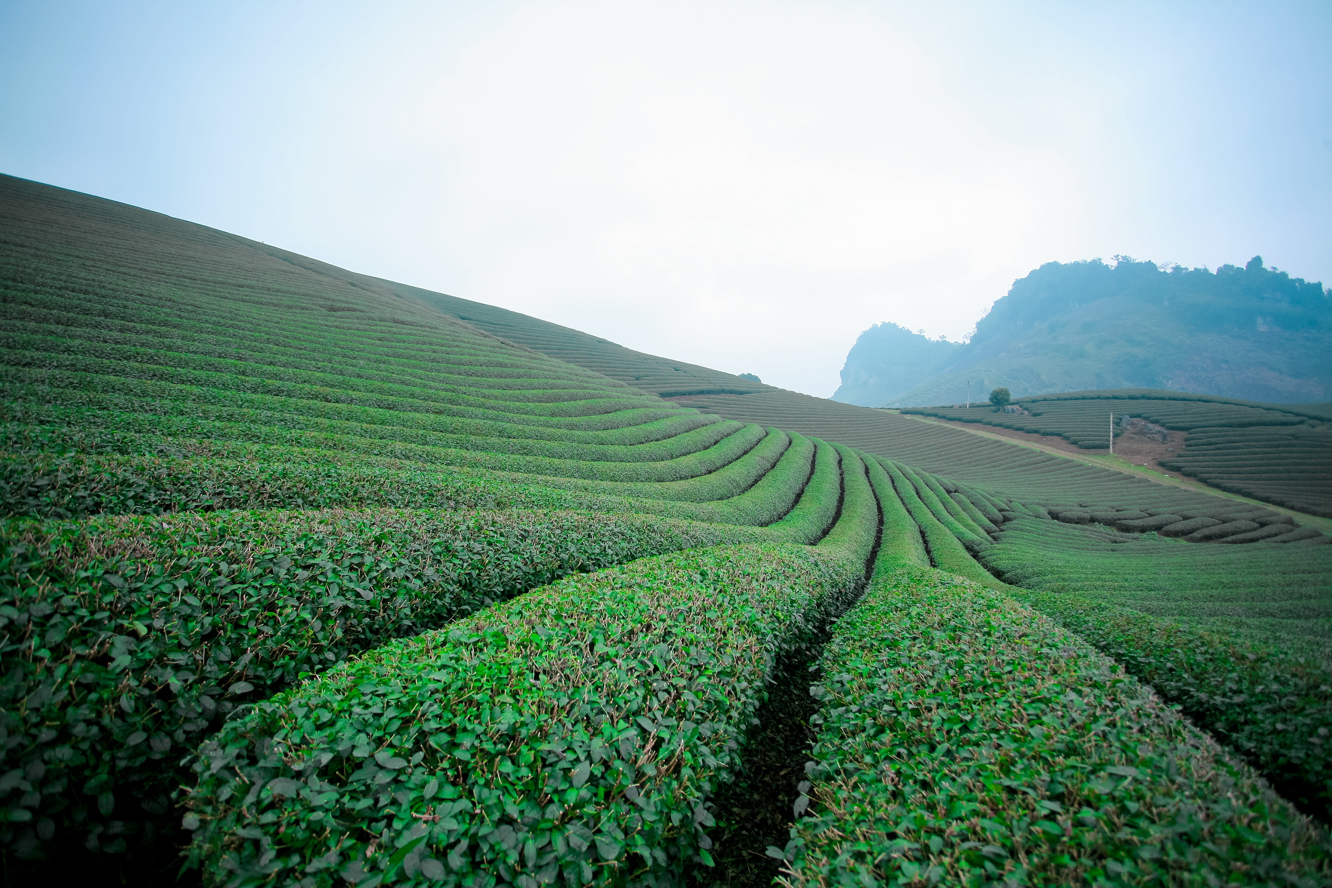growth, moc chau tea doi, no people, rural scene, food and drink, moc chau tea hills, moc chau hill, moc chau son la, plantation, tea crop, daytime, beauty in nature, HD Wallpaper