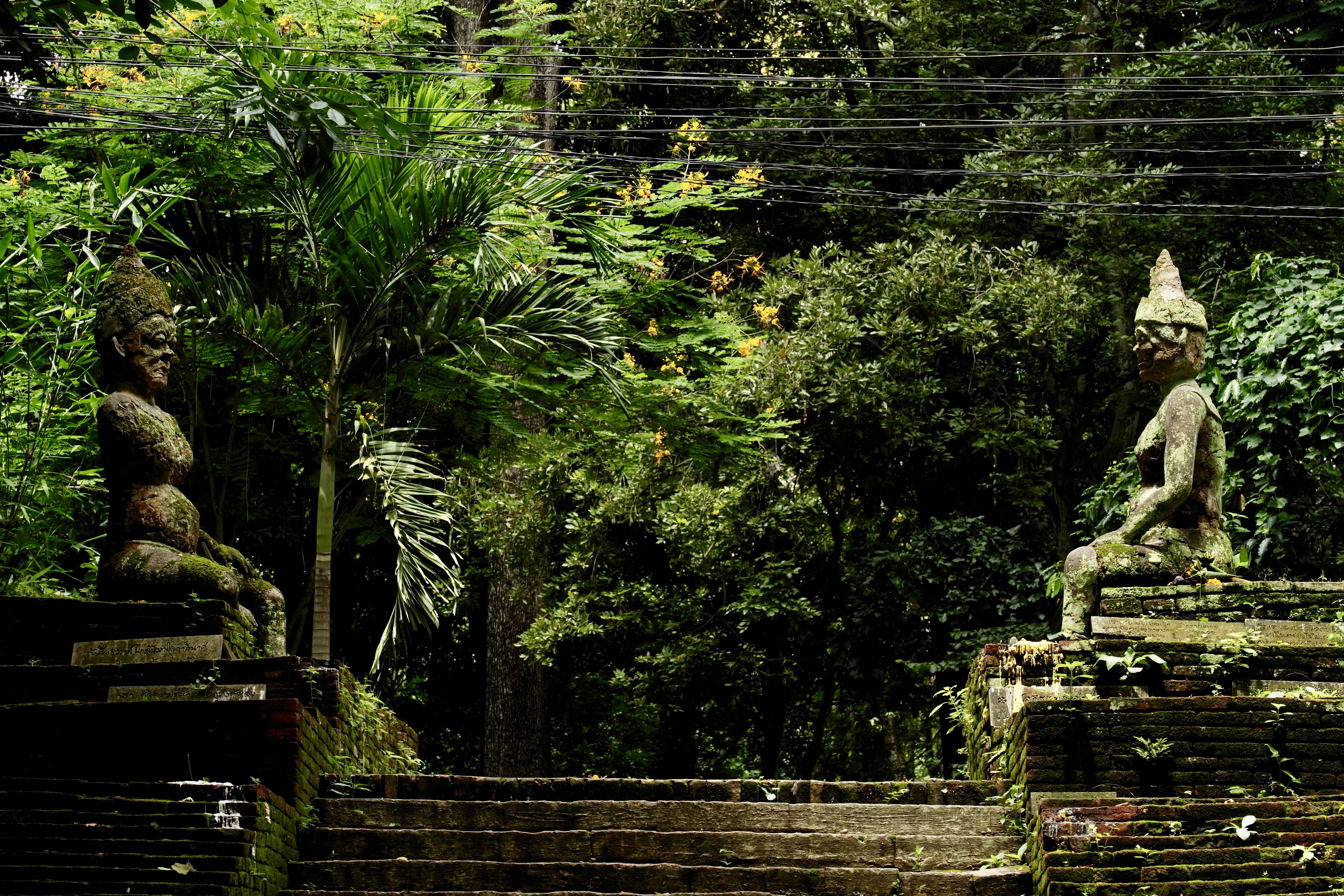 growth, built structure, male likeness, staircase, park, place of worship, art and craft, 5K, architecture, nature, outdoors, chiang mai, plant, green color, HD Wallpaper