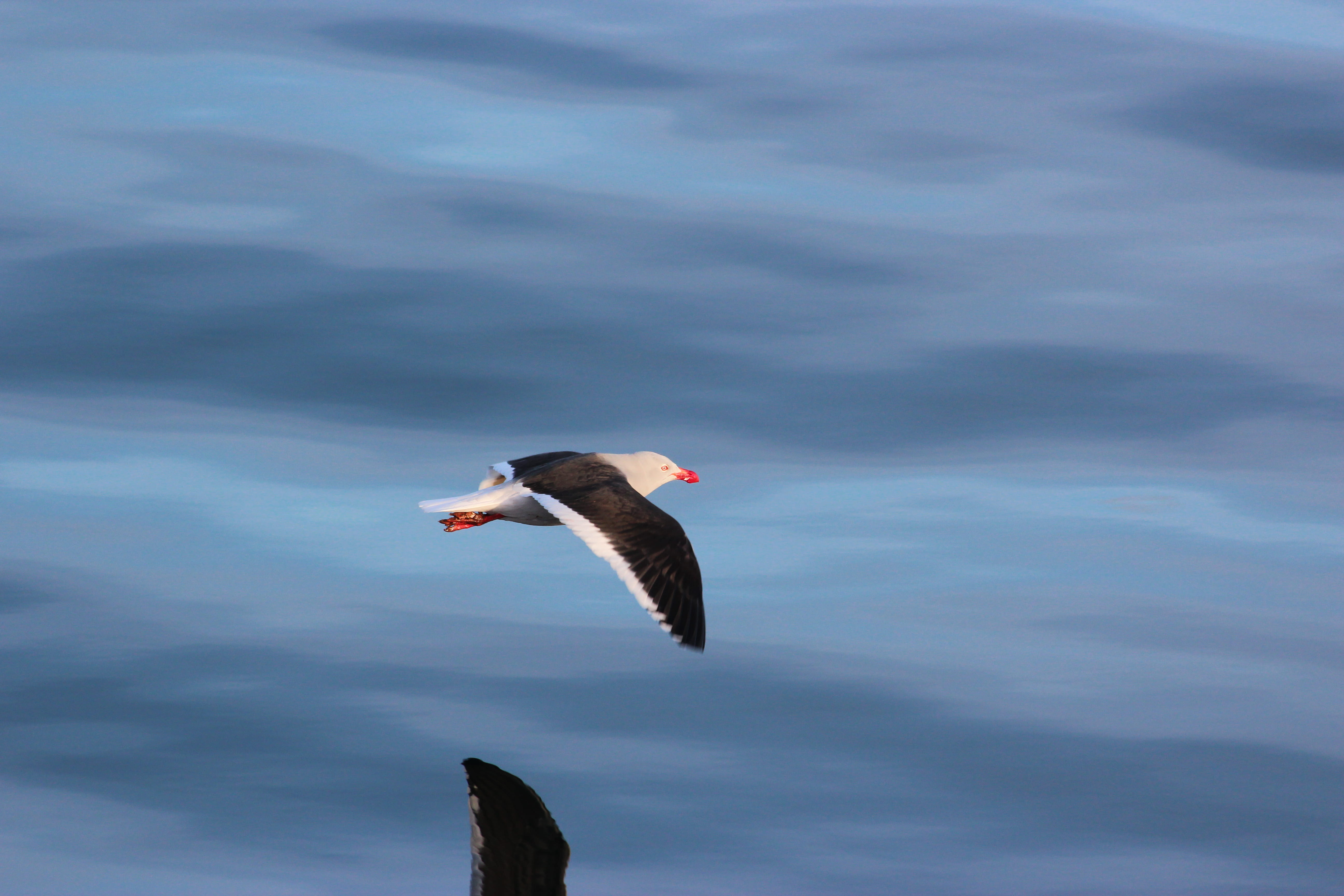 perfection, water, flying, low angle view, sky, outdoors, nature, side view, pura, vertebrate, animal wildlife, spread wings, no people, 5K, animals in the wild, HD Wallpaper