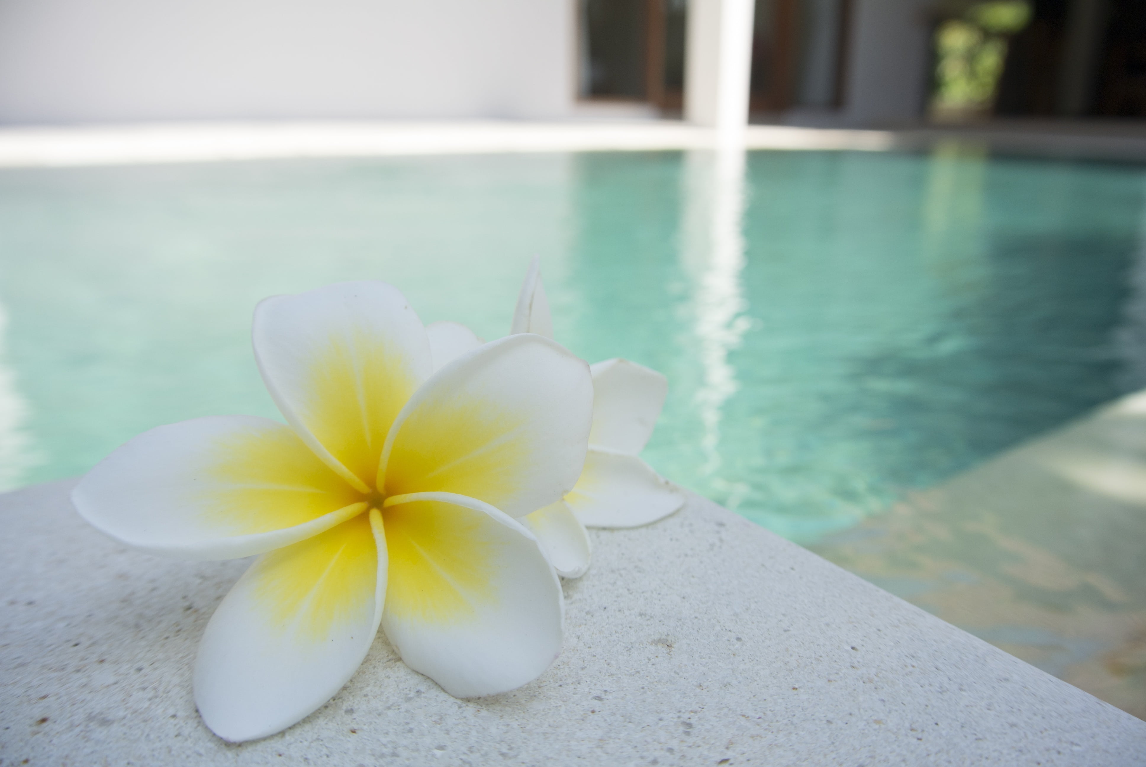 plant, plumeria, white, vulnerability, aroma, vacations, beauty in nature, surface, focus on foreground, flower, 4K, poolside, close-up, tourist Resort, HD Wallpaper
