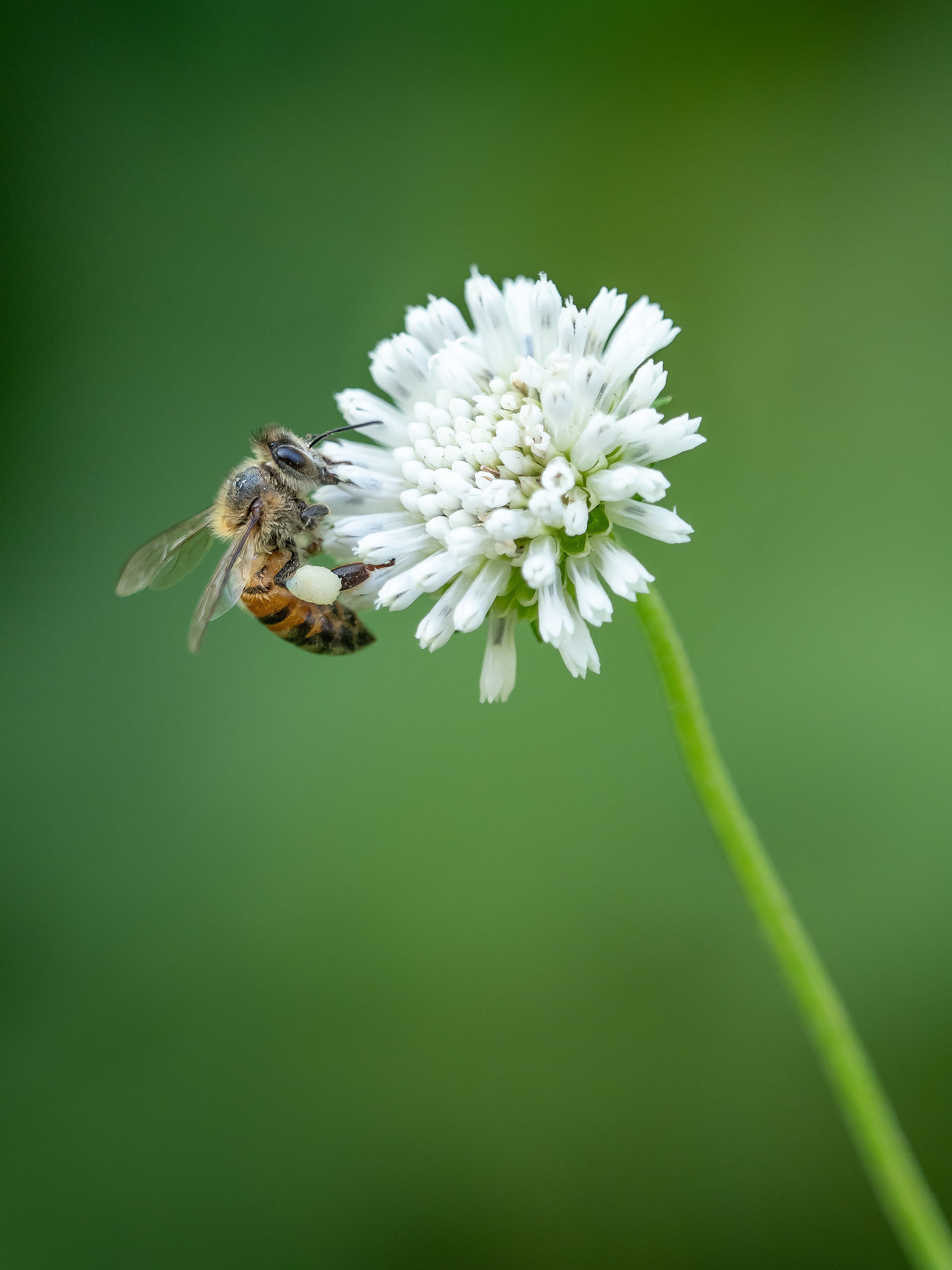 fragility, growth, honey bee, one animal, invertebrate, wildlife, petal, flower head, white, vulnerability, animal wildlife, outdoors, freshness, flowering plant, Phone HD Wallpaper