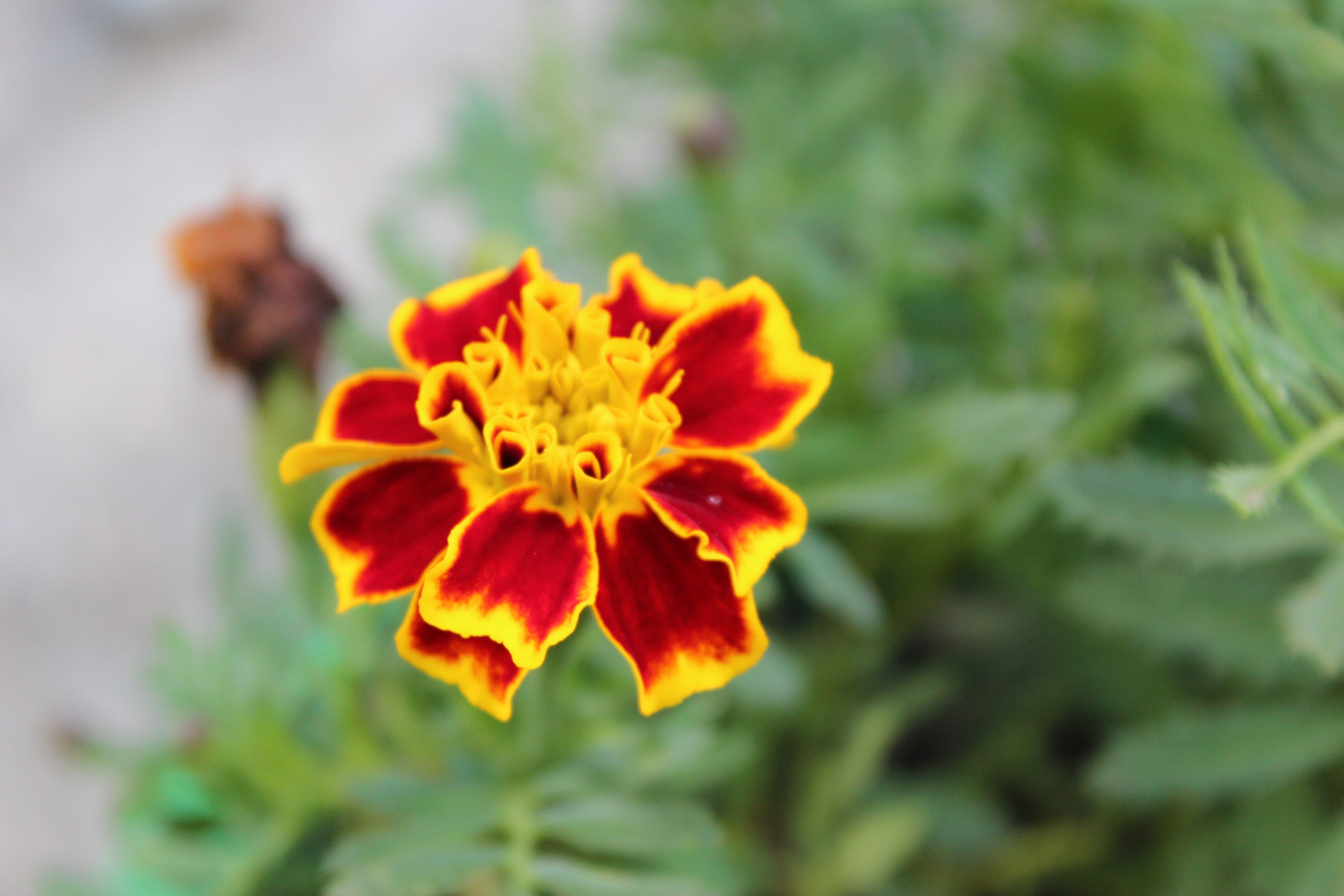 vulnerability, flowering plant, visconde de mauá, selective focus, contrast, brazil, petal, rio de janeiro, orange color, close-up, focus on foreground, HD Wallpaper