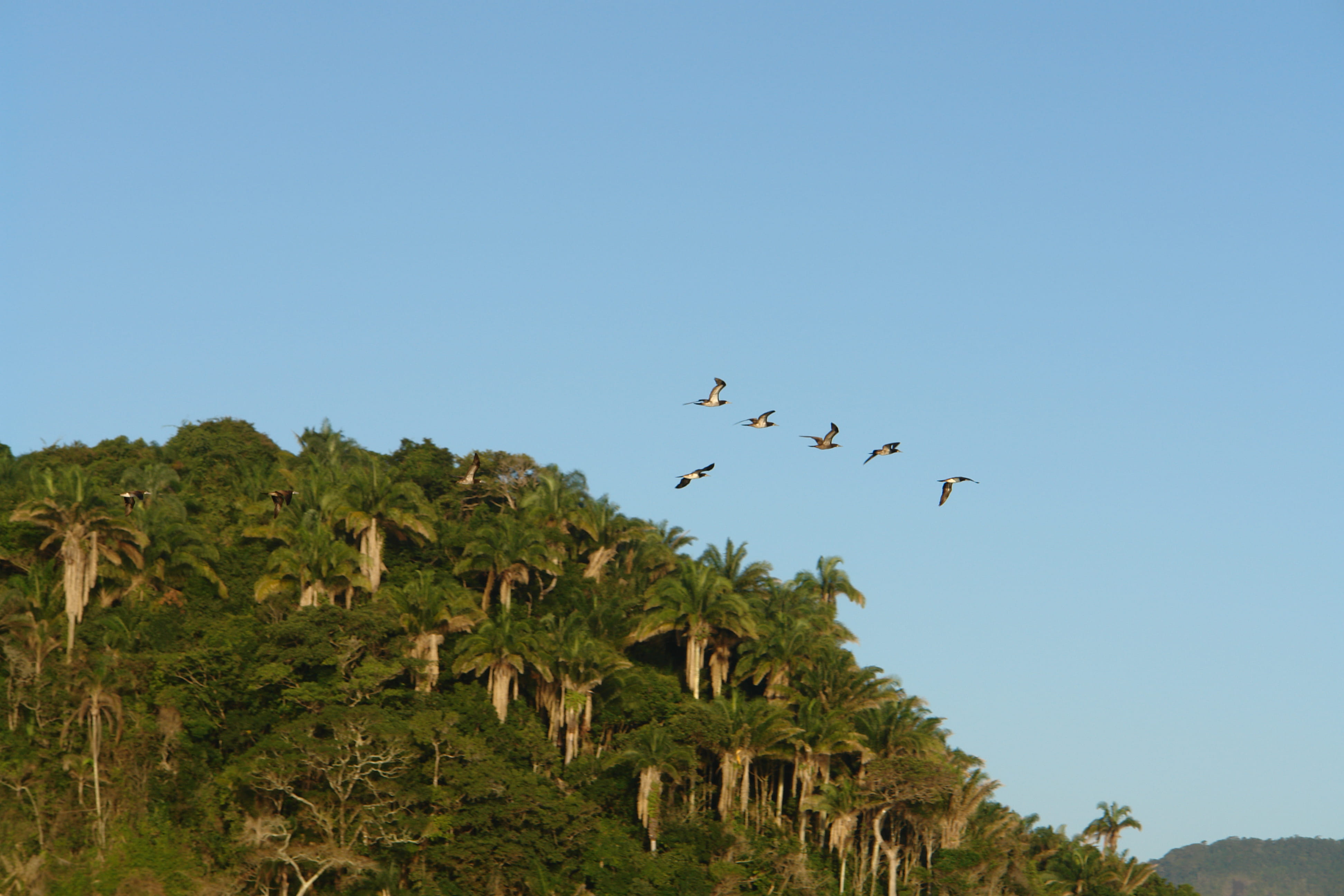 plant, animal wildlife, hotel do frade golf resort, day, animal, sky, 4K, tree, brazil, rio de janeiro, flock of birds, animal themes, bird, birds, group of animals, HD Wallpaper