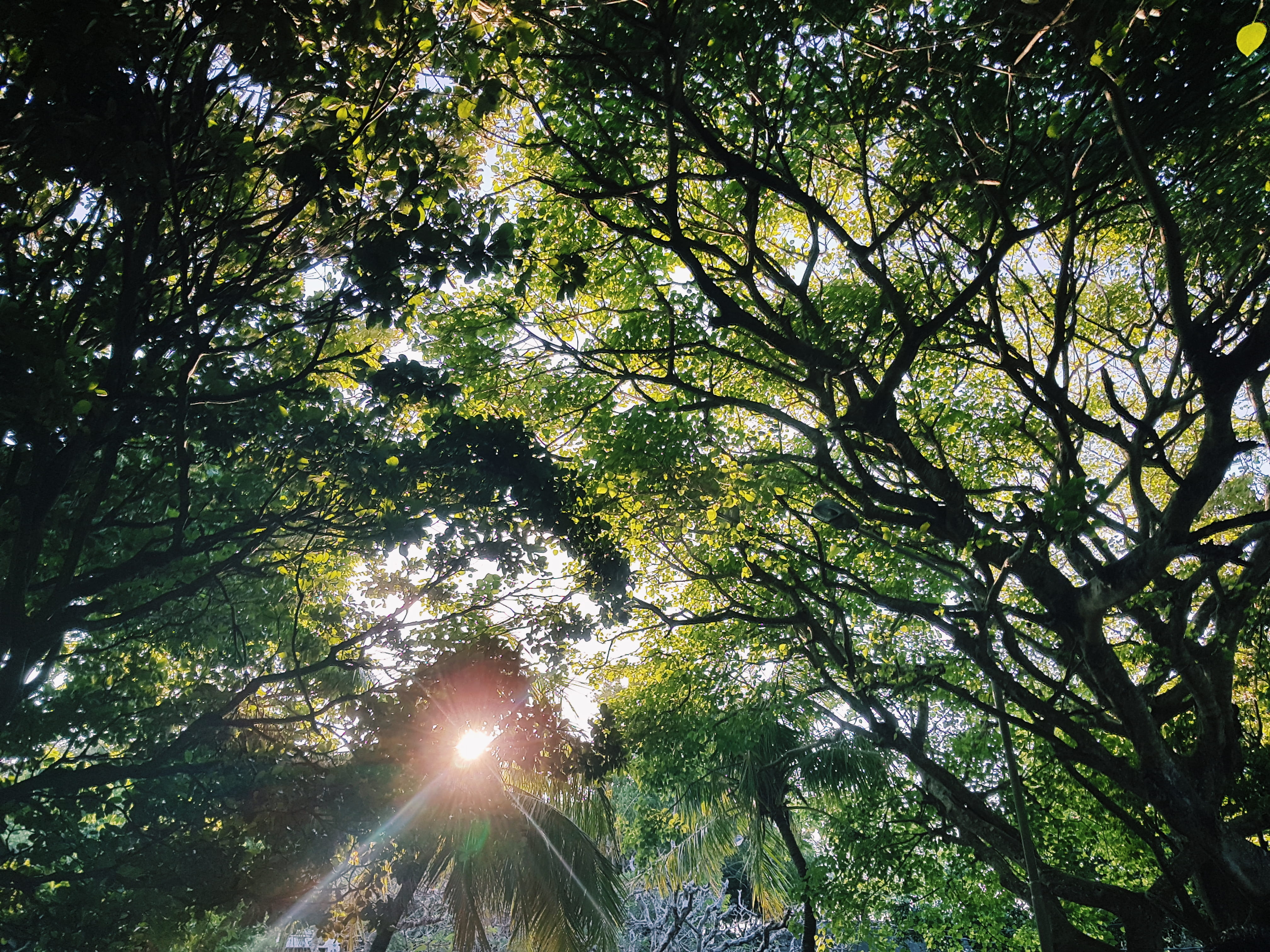 land, outdoors, sunbeam, sunlight, beauty in nature, nature, indonesia, no people, branch, growth, forest, plant, tree, bamboo - plant, pura luhur uluwat, HD Wallpaper