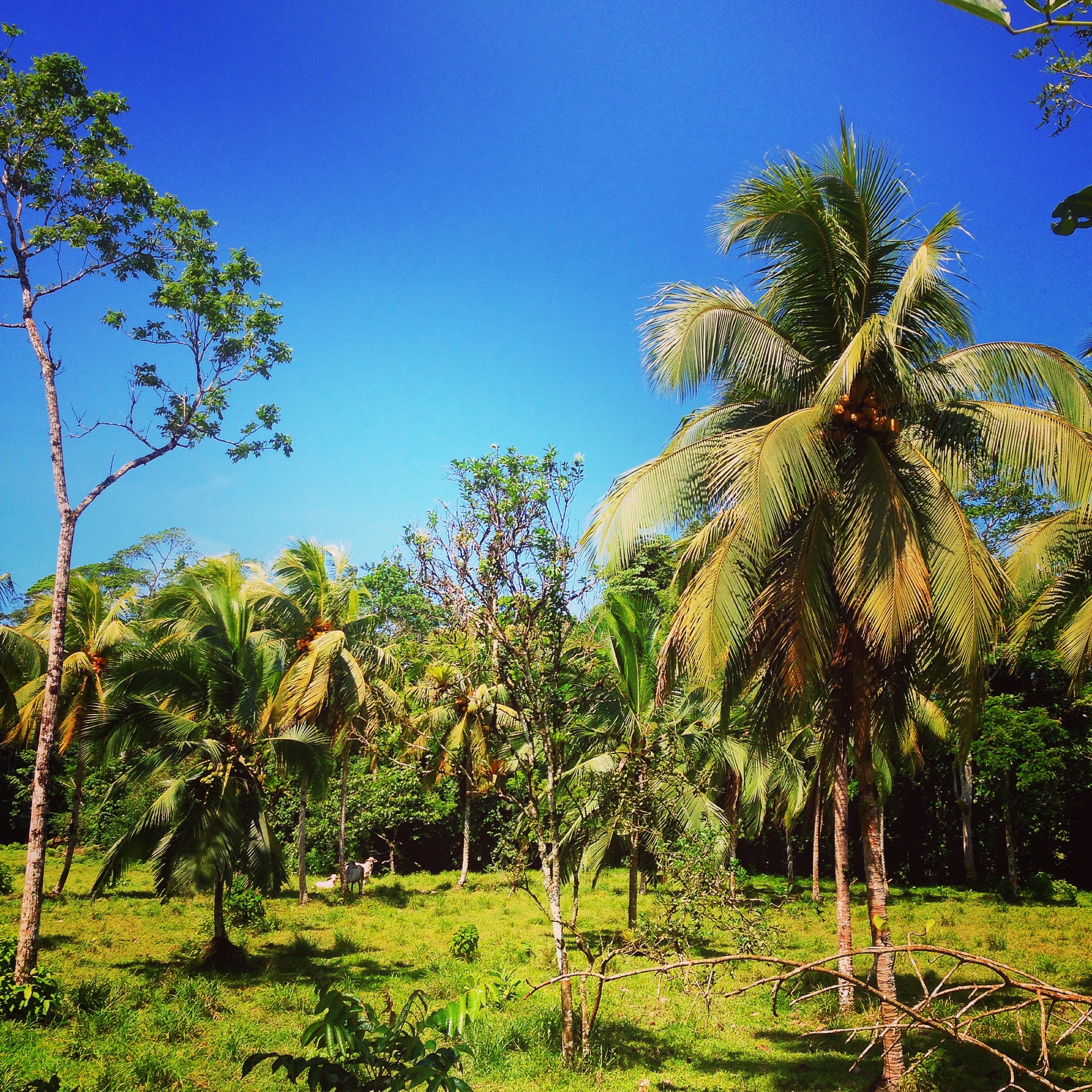 outdoors, tropical tree, palm trees, day, tranquility, no people, clear sky, tropical, beauty in nature, nature, tree, sky, tranquil scene, plant, land, Phone HD Wallpaper