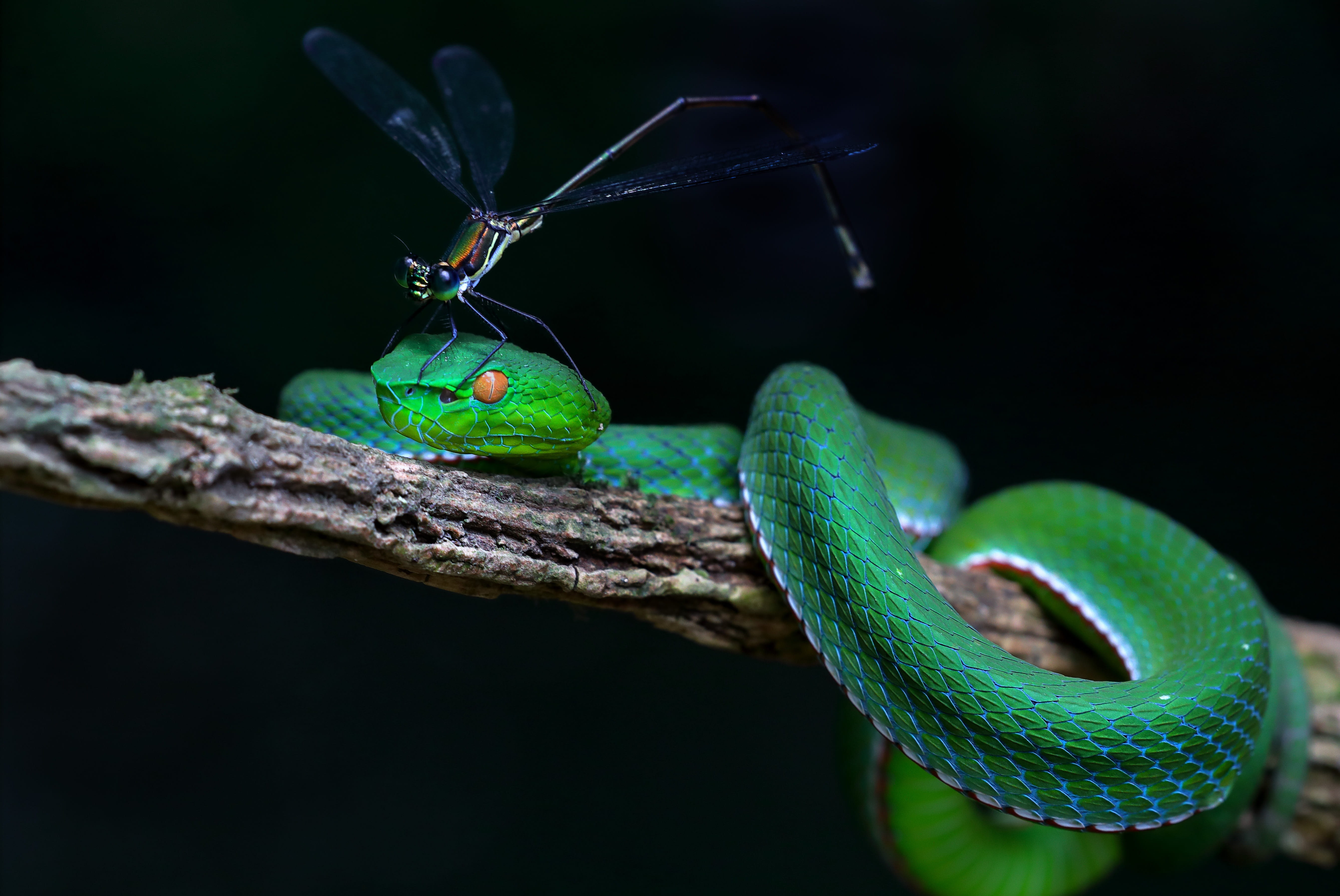 vertebrate, poisonous, nature, animal head, animal eye, animal body part, no people, tree, photography, snakes record, close-up, animal wildlife, animals in the wild, HD Wallpaper