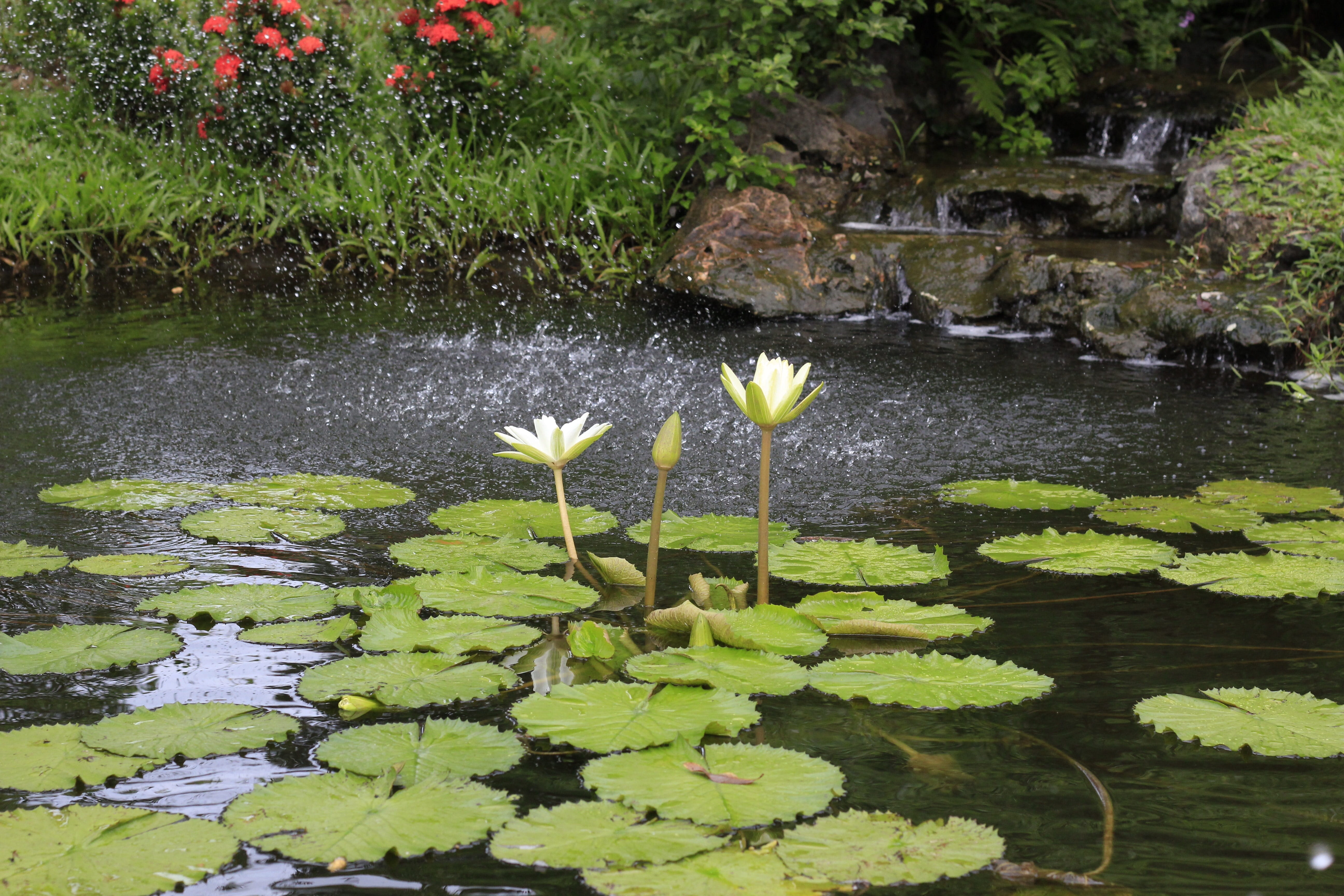 nature, Vietnam, no people, lily, lily pad, freshness, flower head, floating on water, watering the plants, 5K, flowering plant, Watering, water lily, HD Wallpaper
