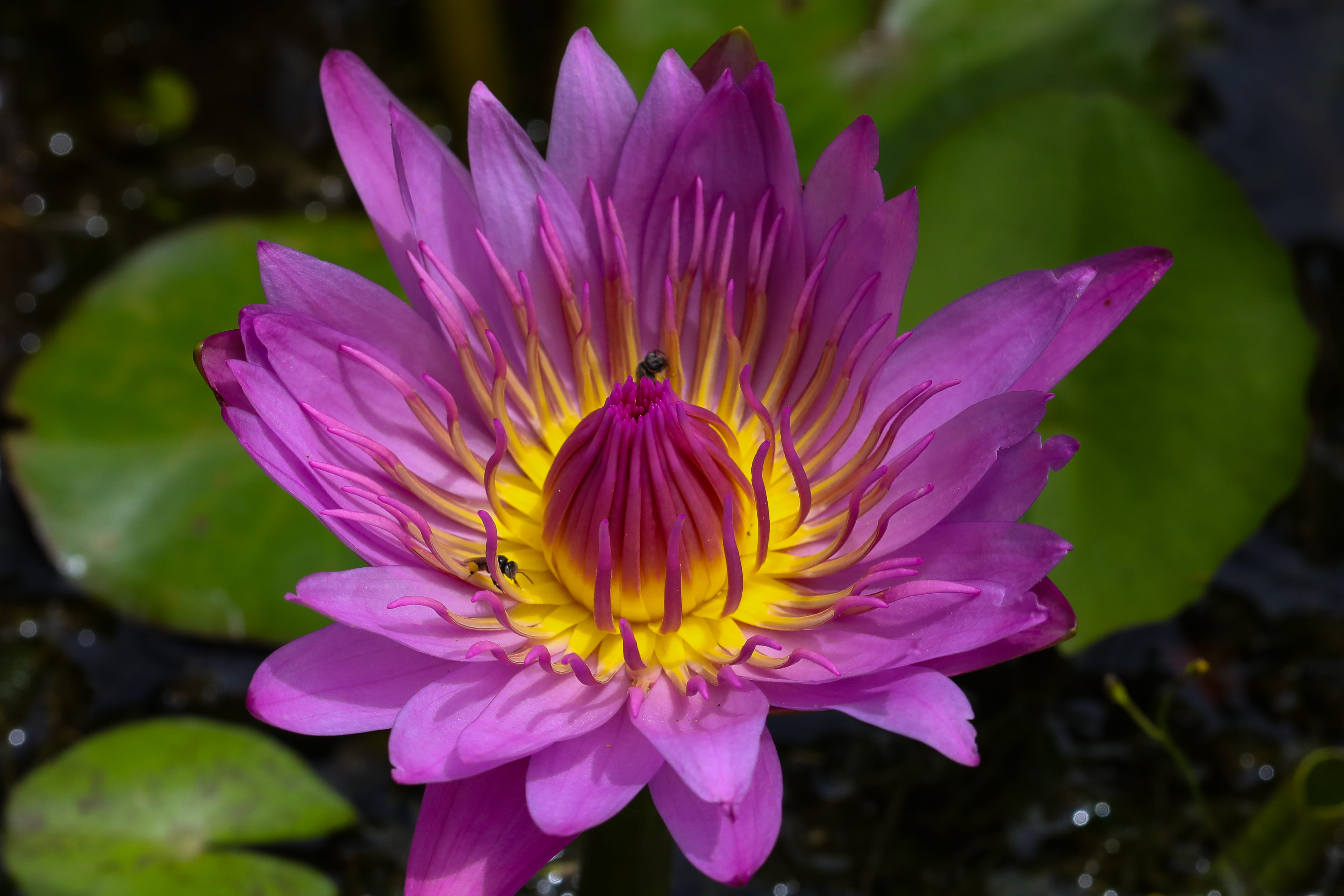 vulnerability, focus on foreground, freshness, water lily, lotus water lily, petal, fragility, plant, no people, flower head, india, growth, close-up, flowering plant, HD Wallpaper