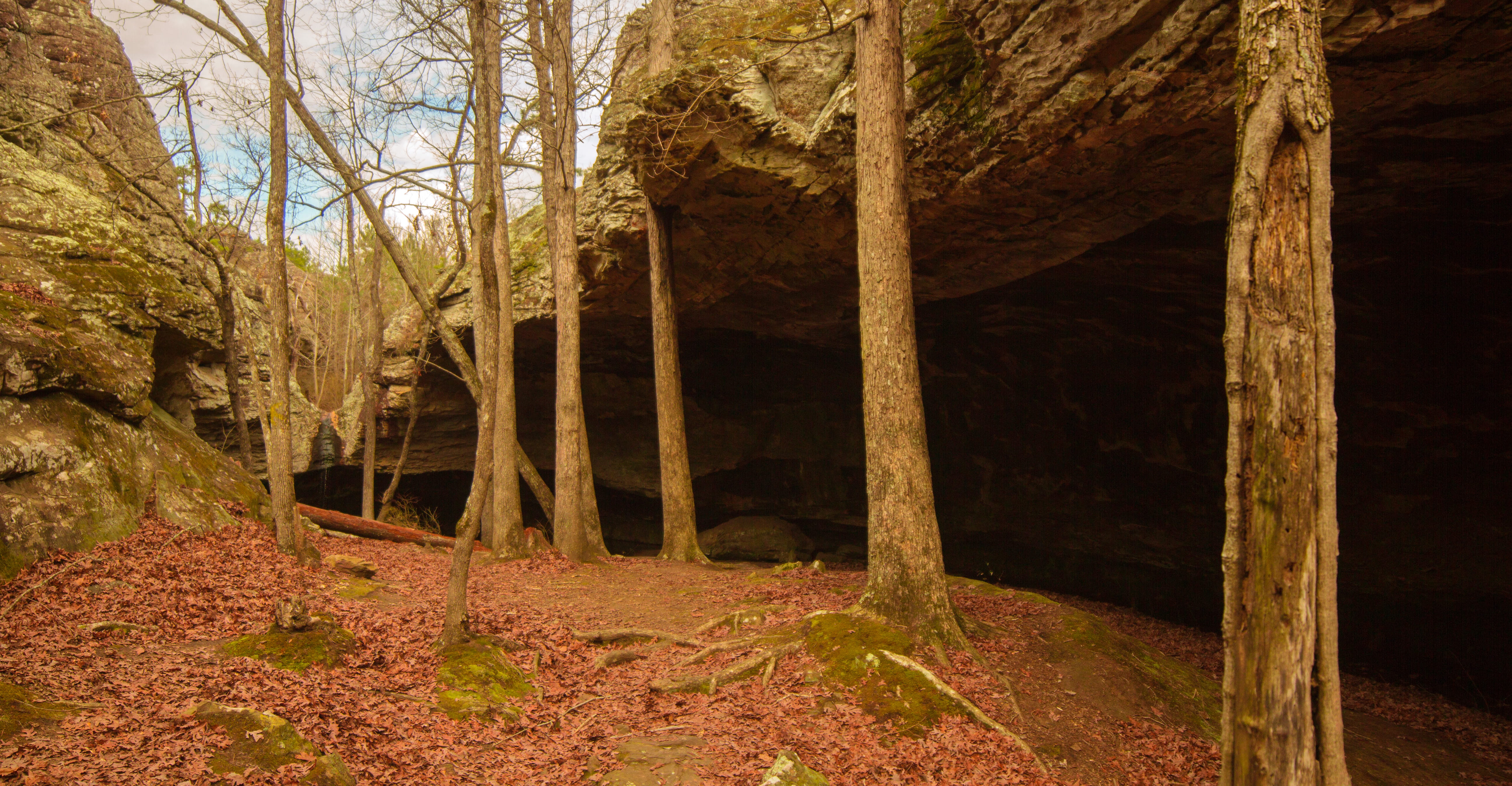 tree, tranquility, national park, rocks, day, growth, woodland, remote, architecture, non-urban scene, forest, tree trunk, arkansas, change, national forest, HD Wallpaper