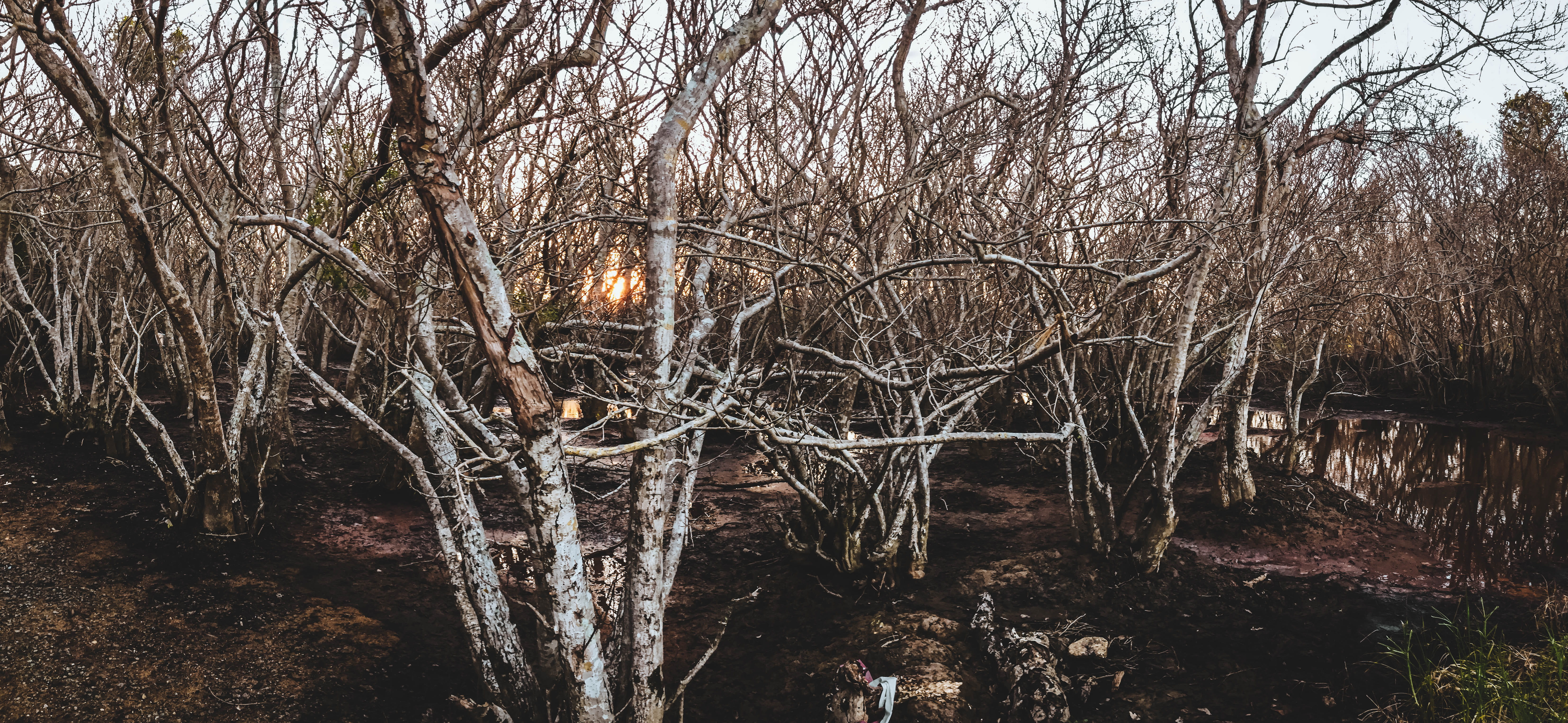 bare tree, tree trunk, discover, non-urban scene, natural, plant, mangrove, no people, cold temperature, 5K, hue, trees, water, branch, travel, plants, HD Wallpaper