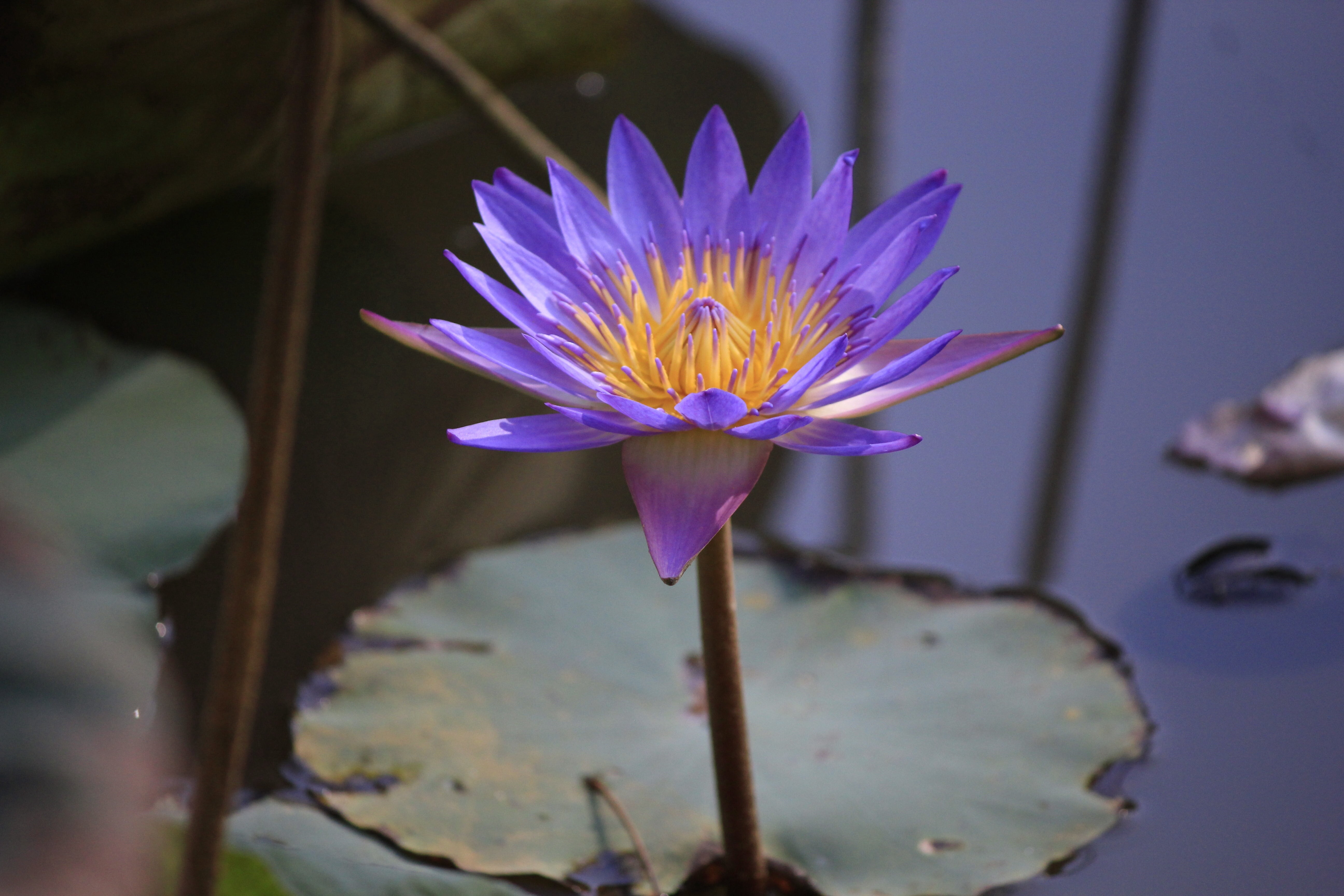 vietnam, springtime, pollen, lotus Water Lily, floating on water, vulnerability, 5K, plant, growth, petal, flower, nature, freshness, water, summer, fragility, HD Wallpaper