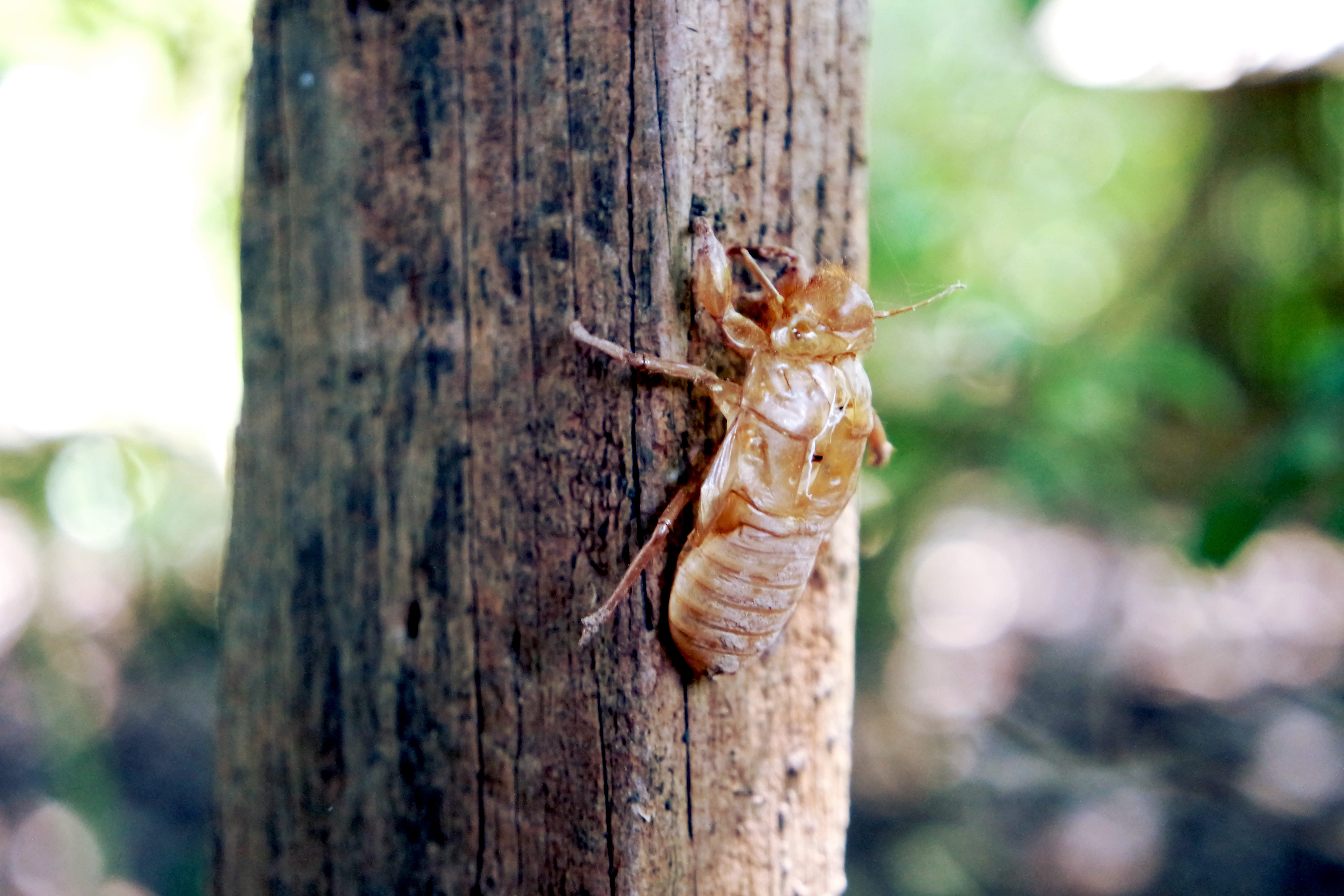 plant bark, one animal, cicada, animal themes, hue, trunk, macro, close-up, vietnam, invertebrate, animal, tree, textured, 5K, reptile, animals in the wild, HD Wallpaper