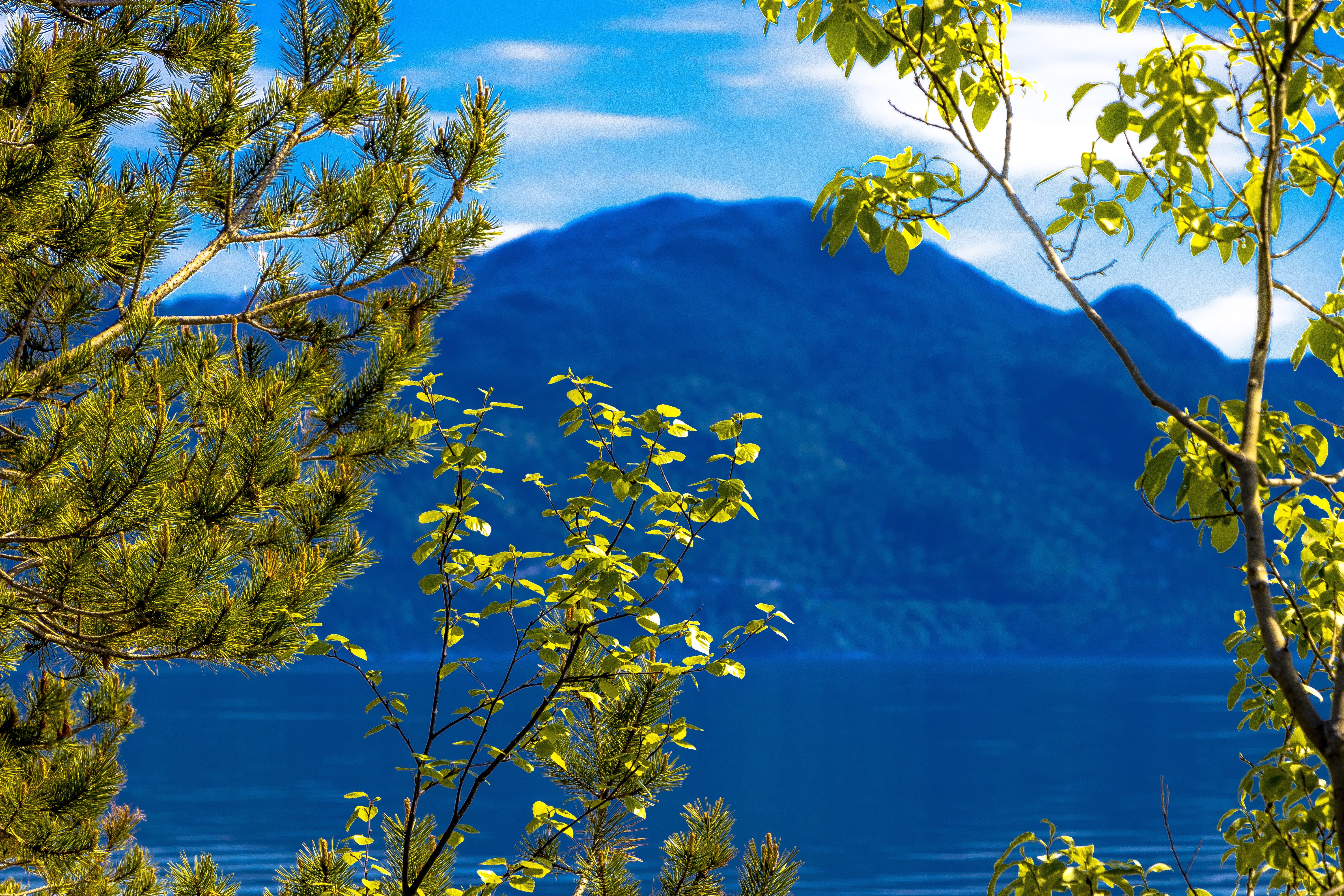 sky, amazing, water, view, scenery, mountain, panorama, photos, Tree, leafed, lake, roadtrip, norge, tranquil scene, beautiful, branch, mountains, plant, HD Wallpaper