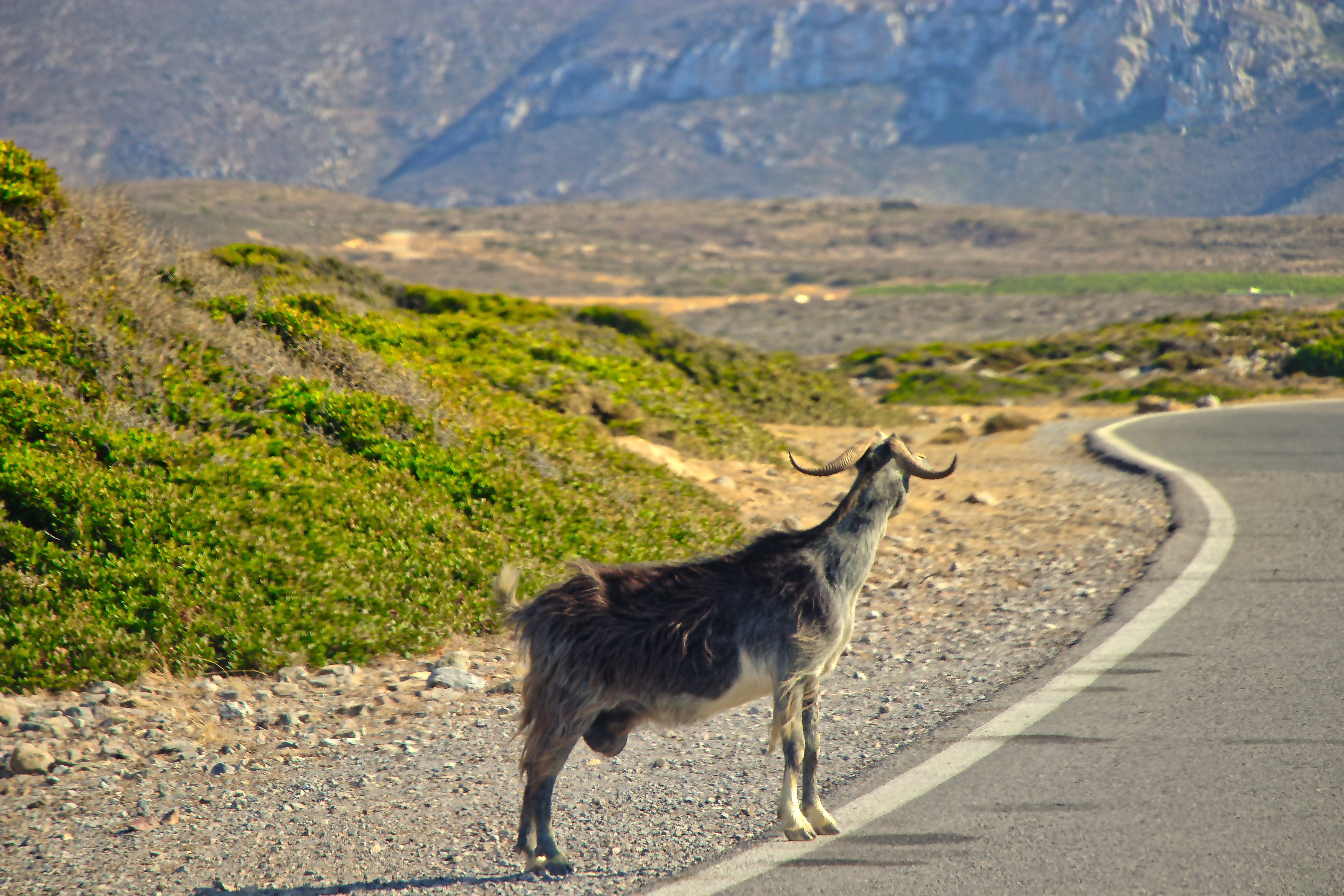 incredible, herbivorous, mountains, lovely, animal wildlife, standing, peaceful, scenics - nature, panorama, landscape, transportation, travel, nature, HD Wallpaper