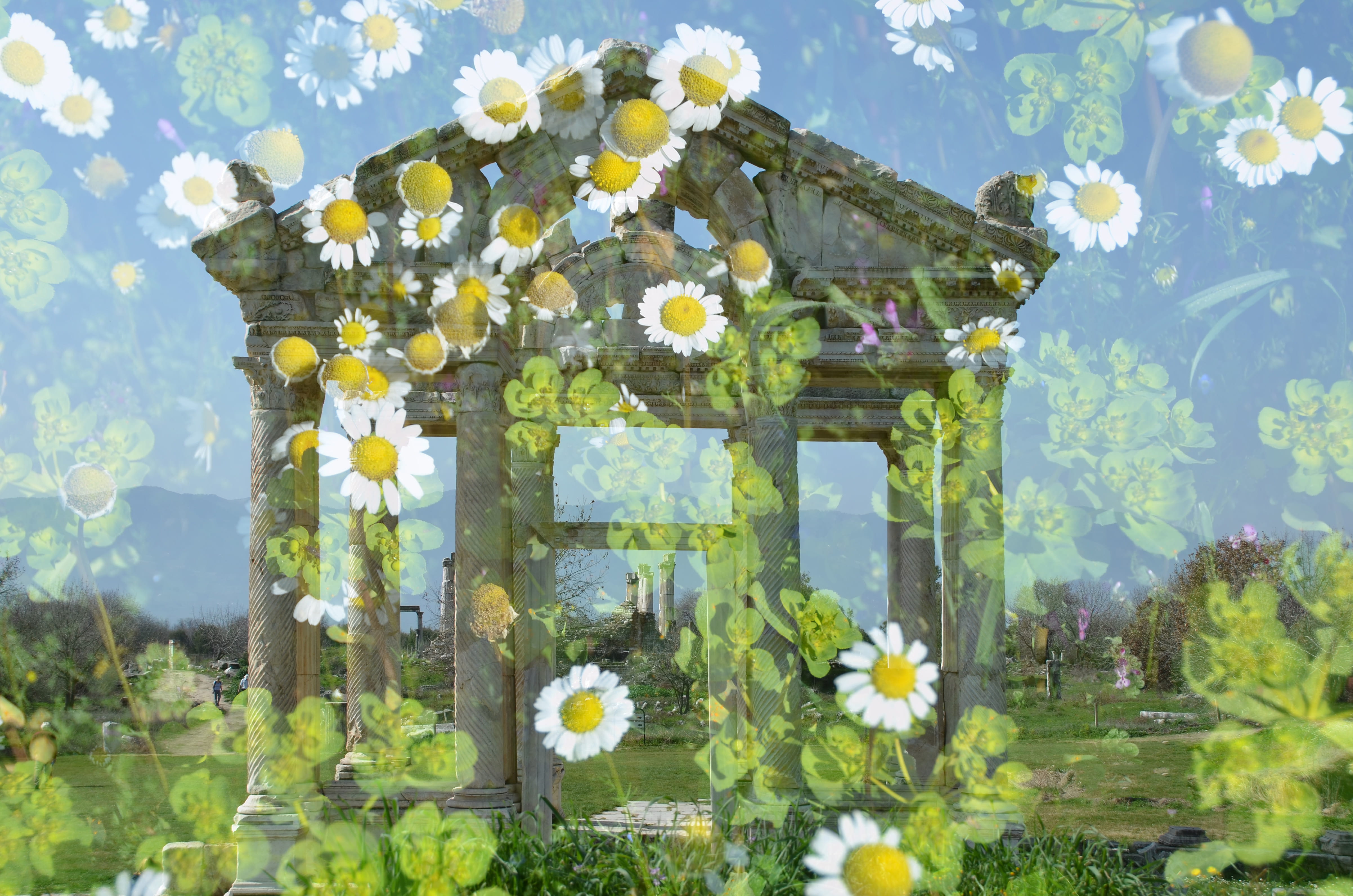aphrodisias, flower, temple, growth, tree, sunlight, building exterior, multiple exposure, daisies, built structure, aydin, antiquity, nature, 4K, architecture, HD Wallpaper