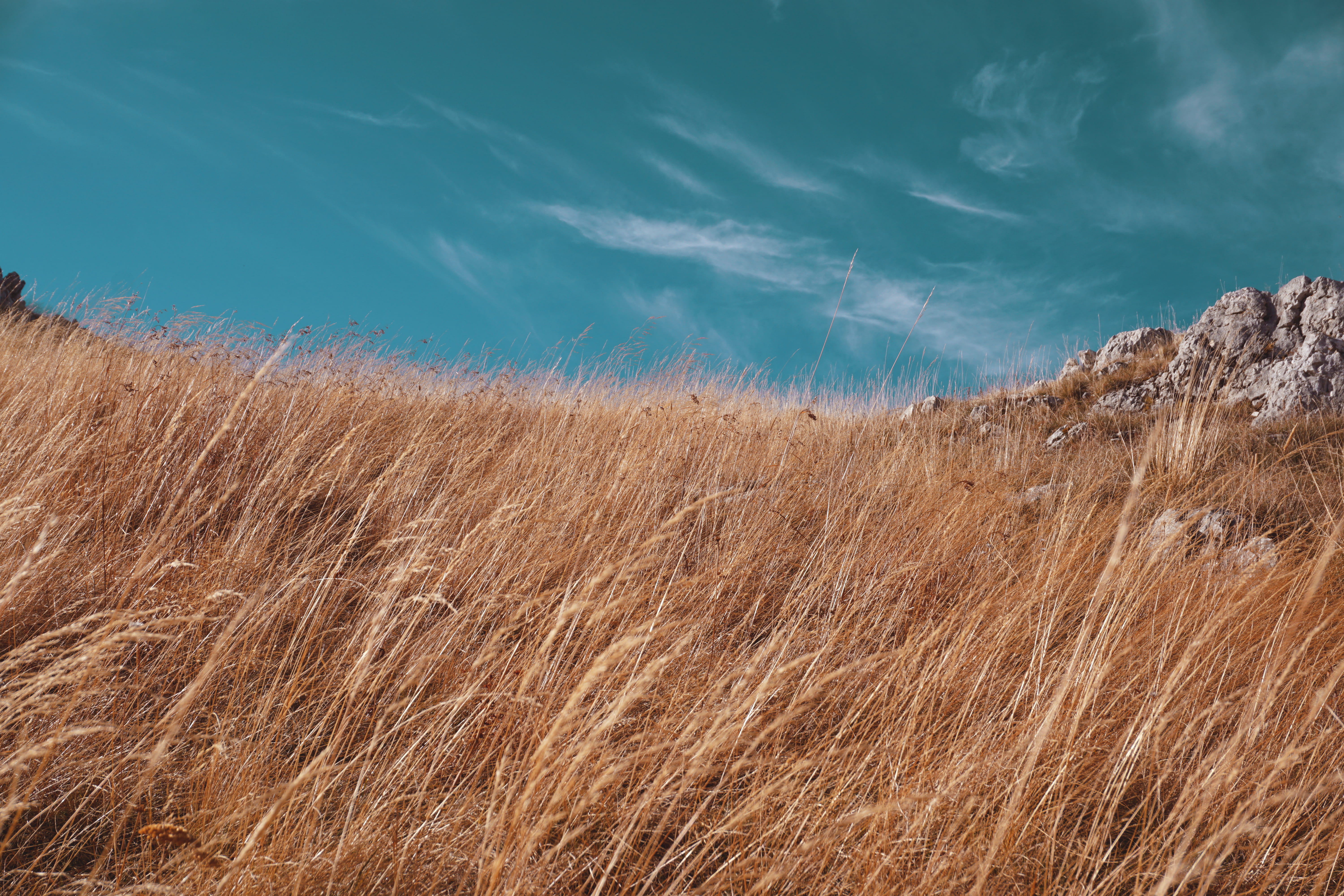 land, brown, beauty in nature, dry, growth, tranquil scene, motion, nature, plant, grass, background, 5K, day, scenics - nature, environment, sky, tranquility, HD Wallpaper