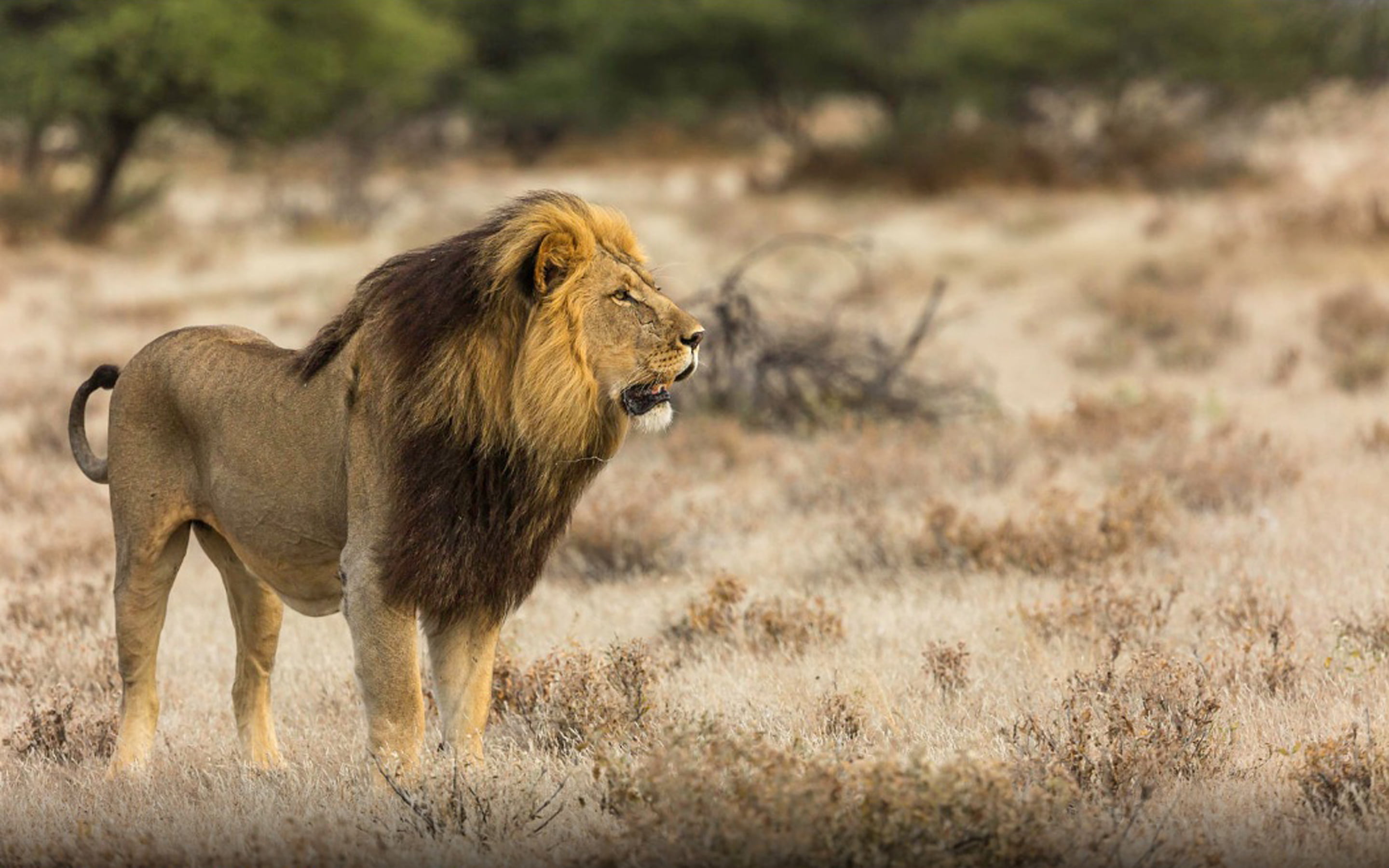 animals hunting, 2K, african, animal, male animal, male, animals in the wild, animal wildlife, vertebrate, animal themes, lion, carnivora, kg, one animal, HD Wallpaper