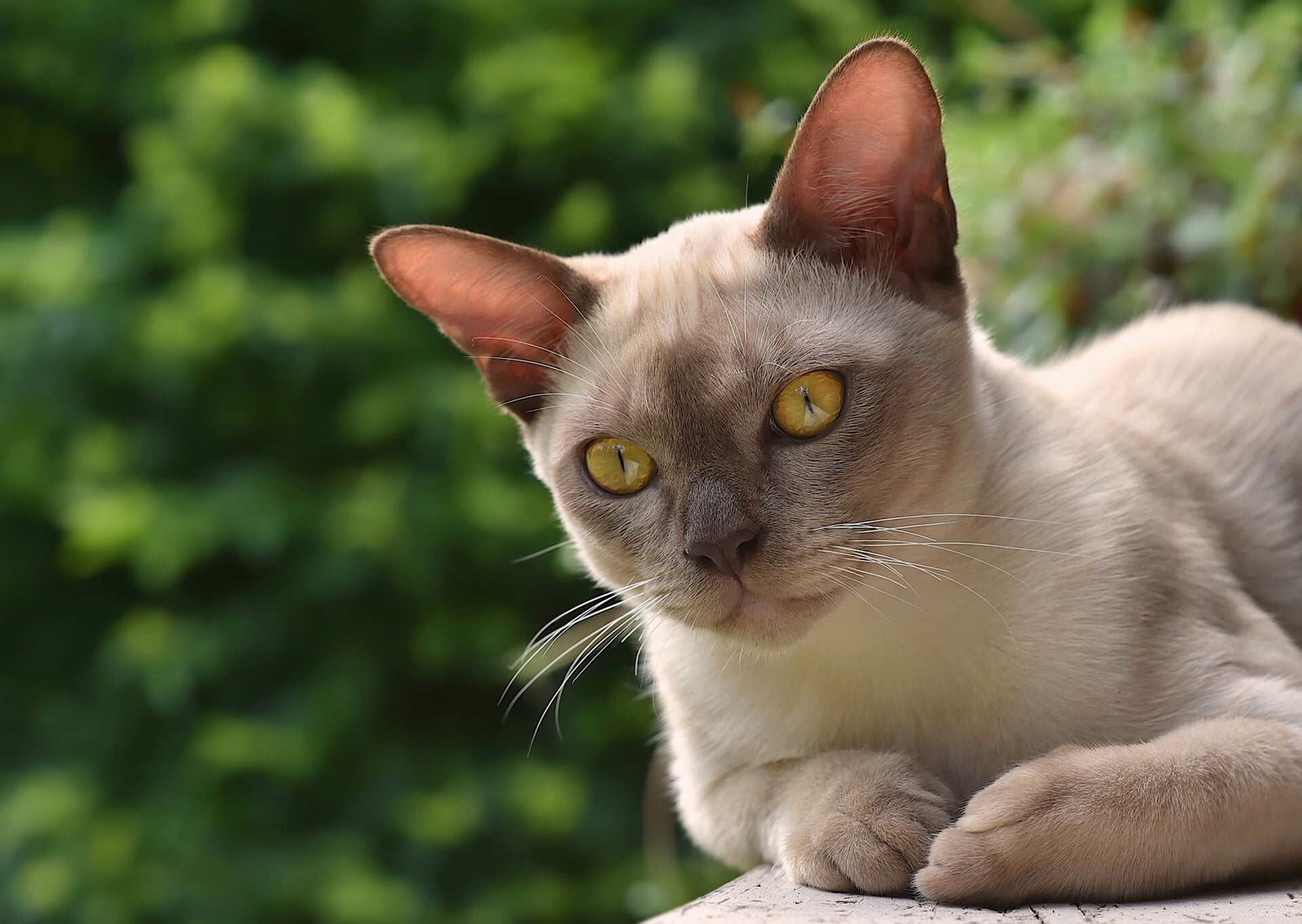no people, animal themes, animal, eyes, close-up, pets, outdoors, domestic cat, feline, one animal, yellow eyes, vertebrate, animal head, animal body part, HD Wallpaper