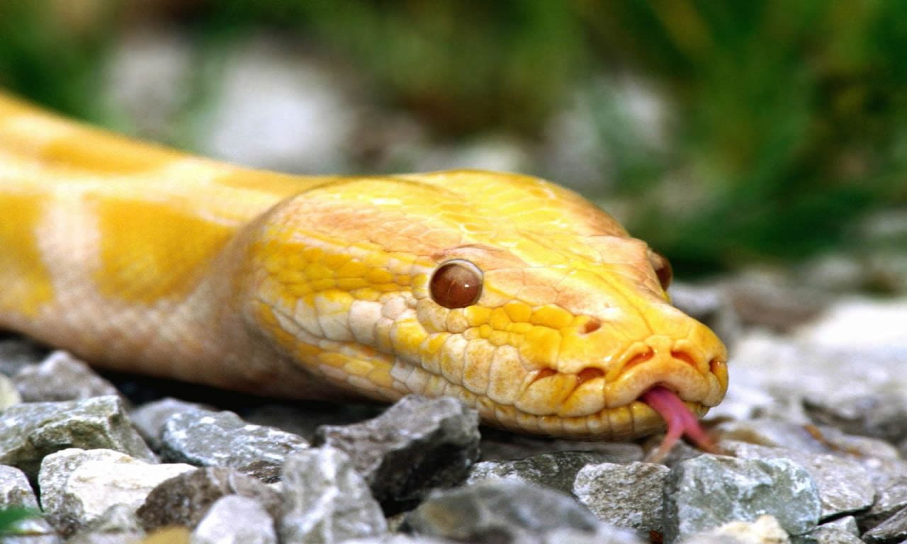 animal scale, Snake, vertebrate, eye, reptile, animal mouth, rock - object, Animals, animal, 720P, burmese, albino, nature, yellow, animal body part, rock, HD Wallpaper