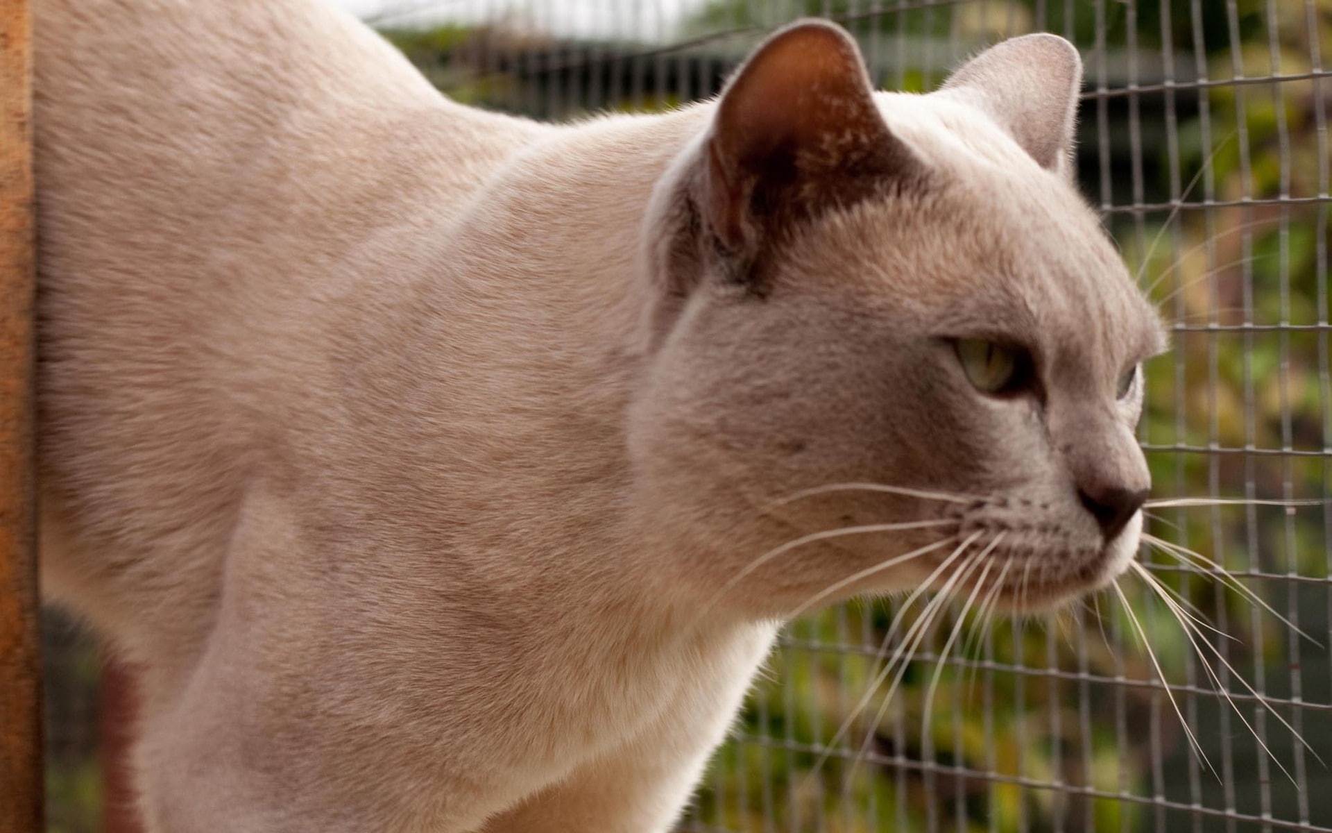 cat, beautiful, grown, british burmese cat, 1080P, british, big, burmese, HD Wallpaper