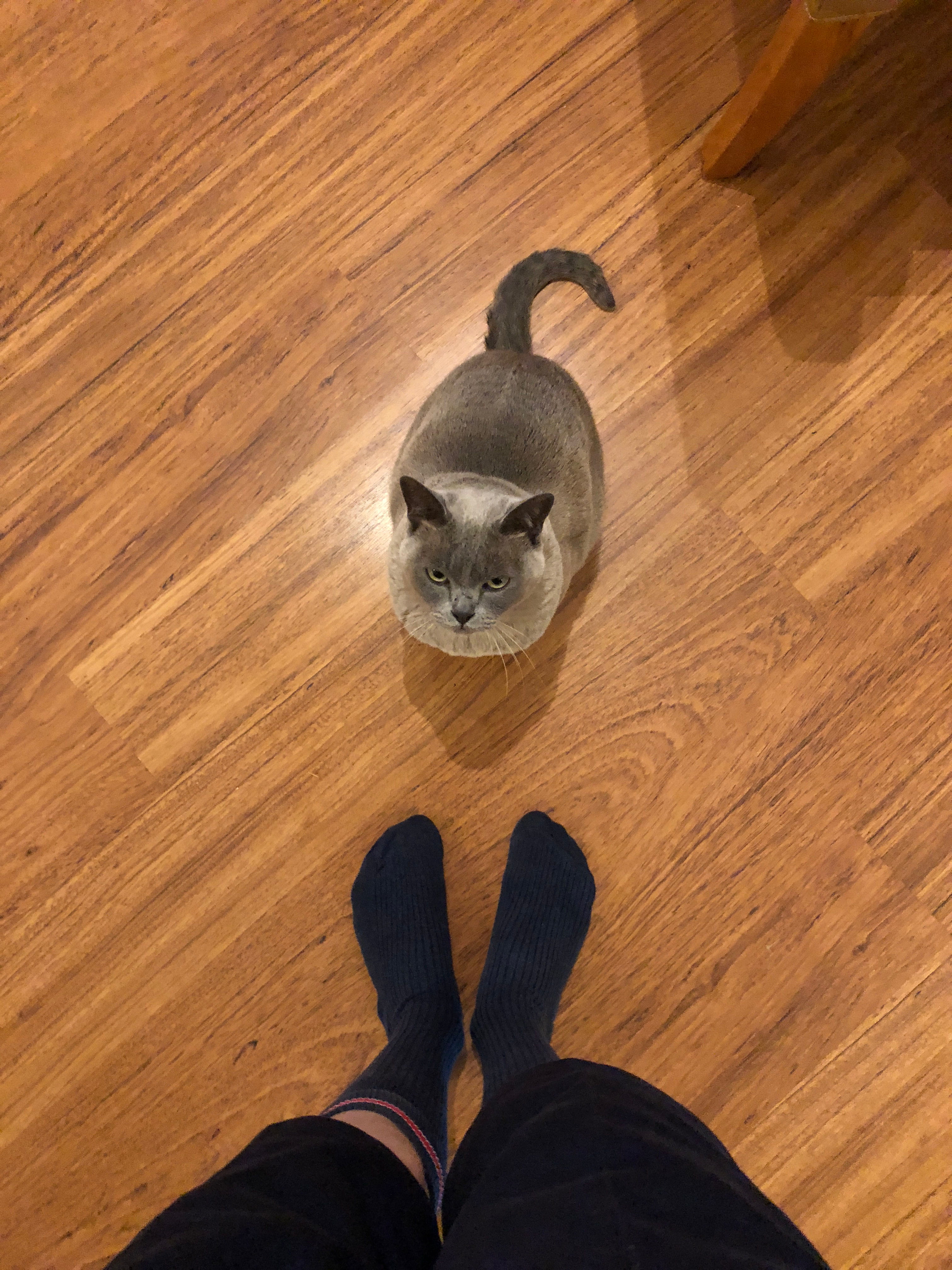 domestic cat, feline, one animal, burmese, pet owner, hardwood floor, domestic animals, real people, body part, wood, human foot, whisker, human leg, pets, Phone HD Wallpaper
