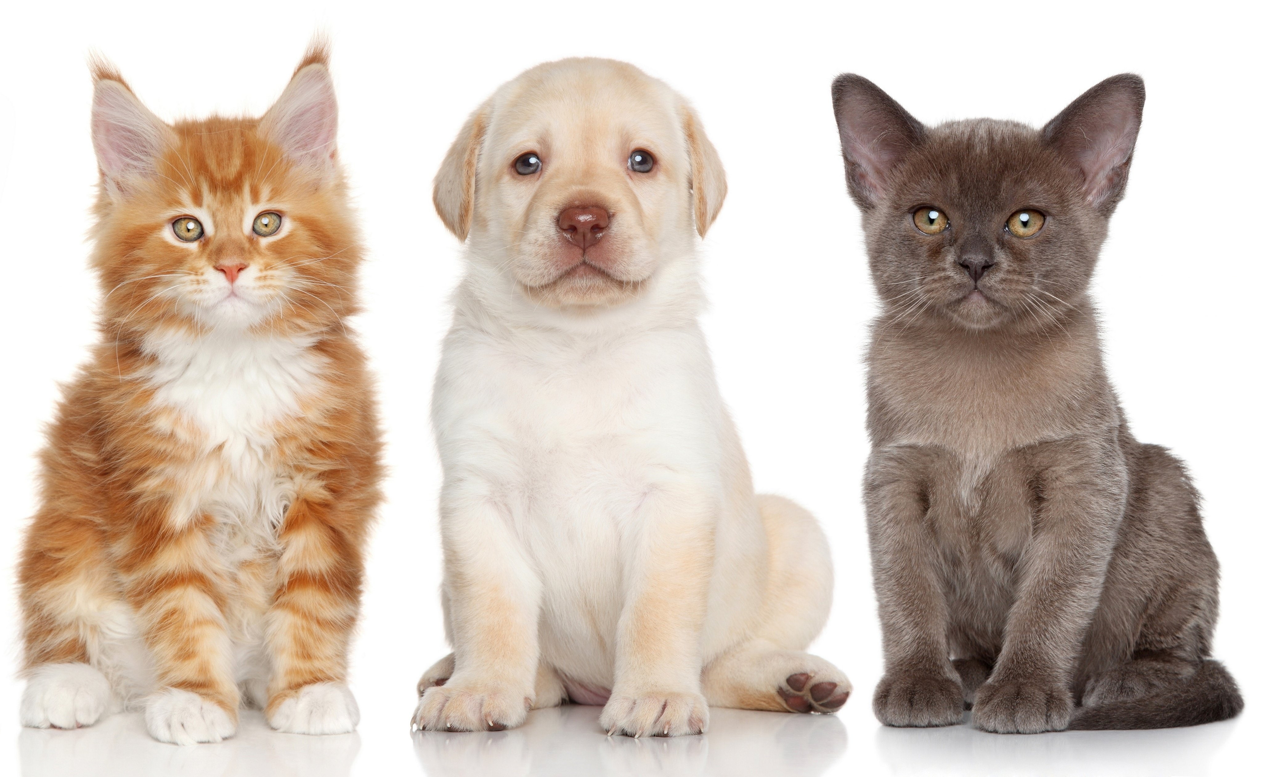 labrador, maine, dog, retriever, 4K, kitten, burmese, puppy, coon, cat, HD Wallpaper