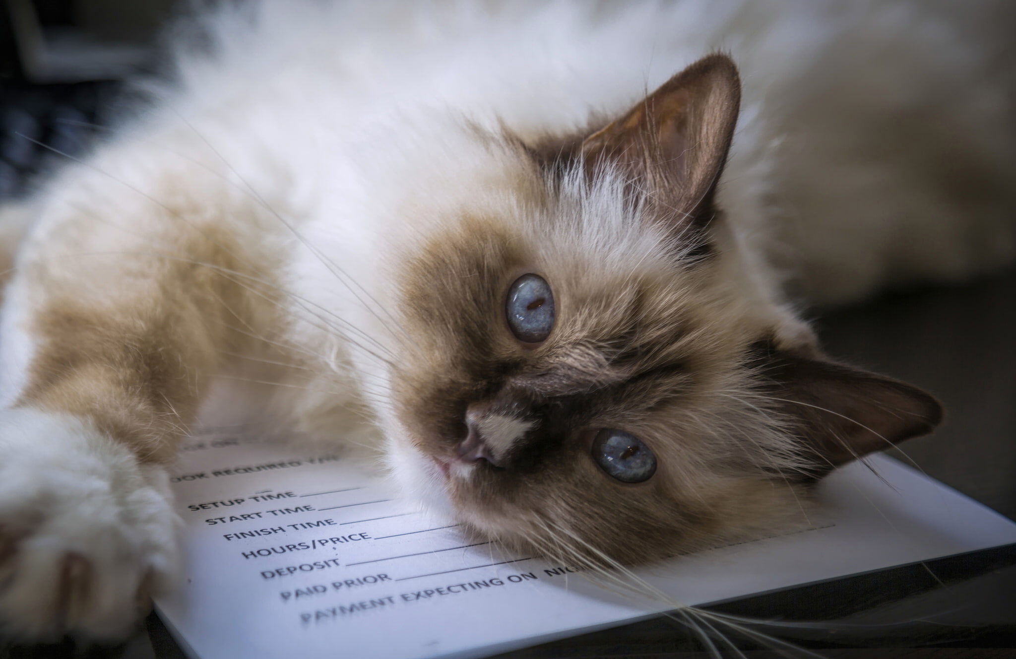 cat, blue eyes, Sacred Birman, Burmese, look, muzzle, 1080P, HD Wallpaper