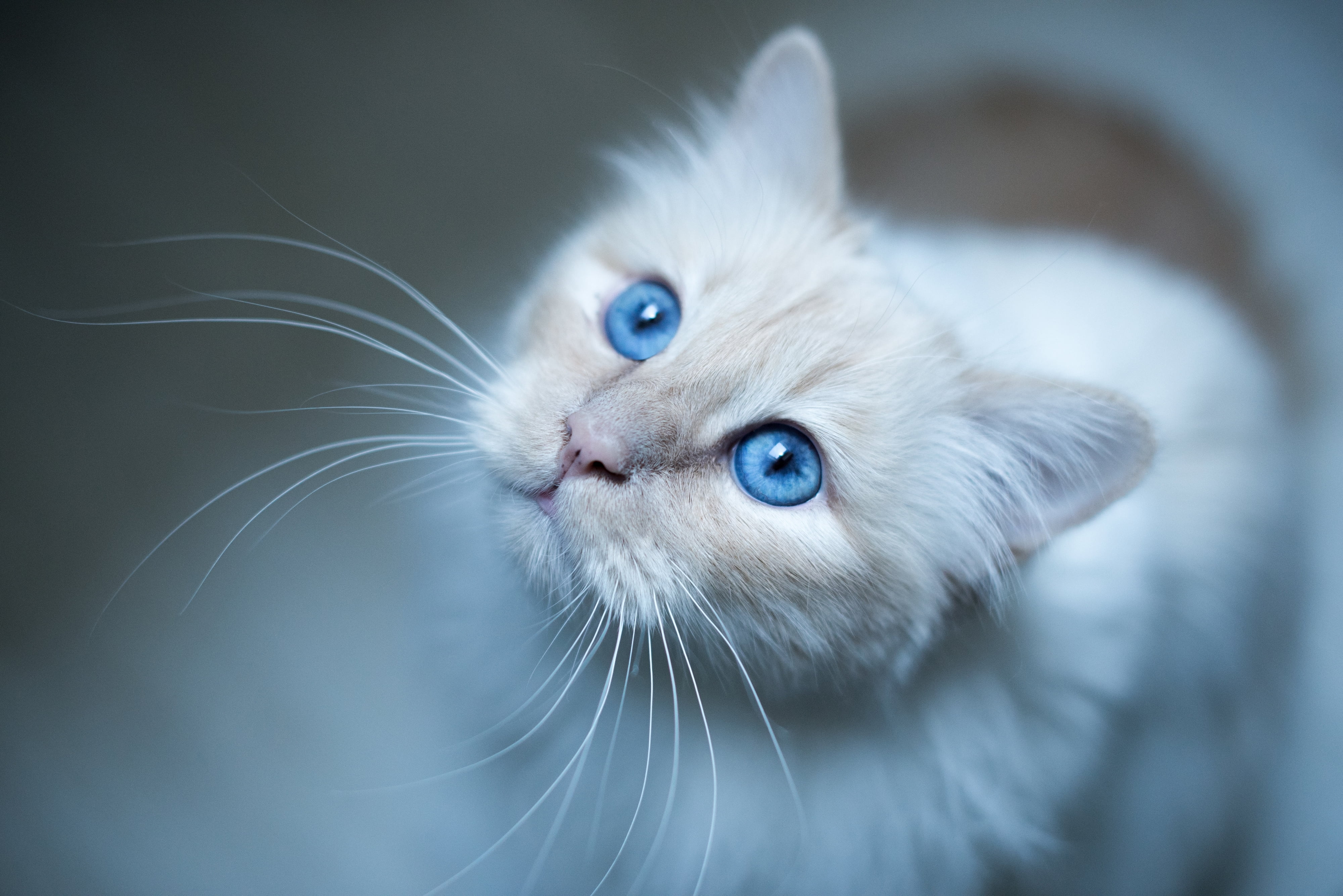 animal, kitten, cute, fluffy, looking, looking up, persian cat, beautiful, purebred Cat, blue, animal Eye, cats, one Animal, pets, whisker, domestic, blue eyes, HD Wallpaper